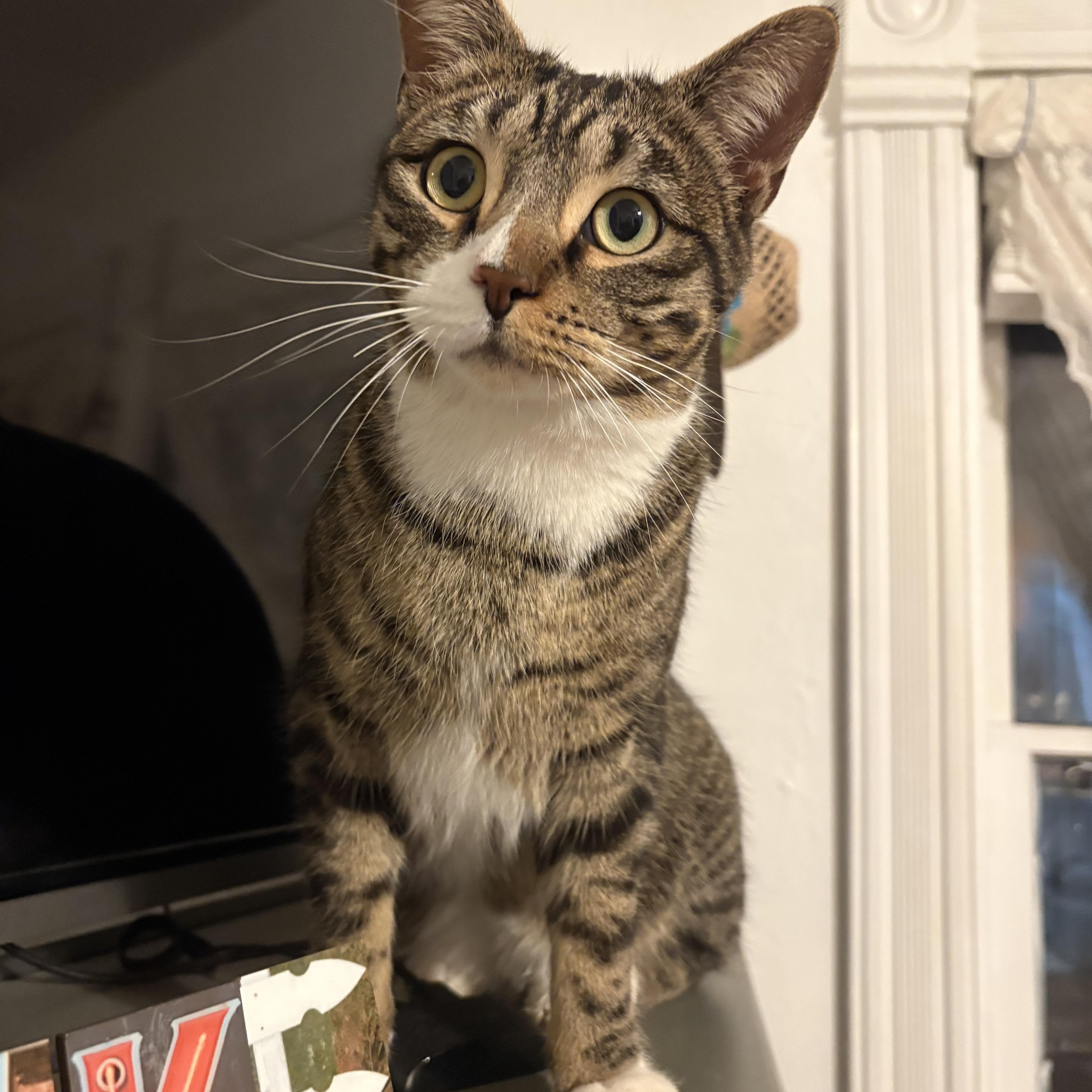 Peter Fain, an adopted Domestic Short Hair in Denver, CO image 3/6