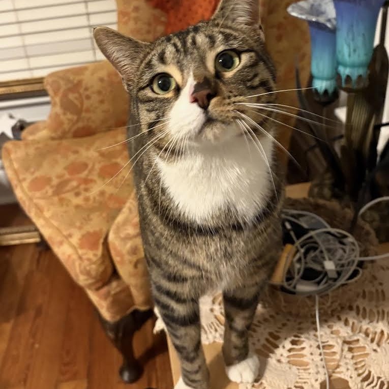 Peter Fain, Adoptable, Young Male Domestic Short Hair.