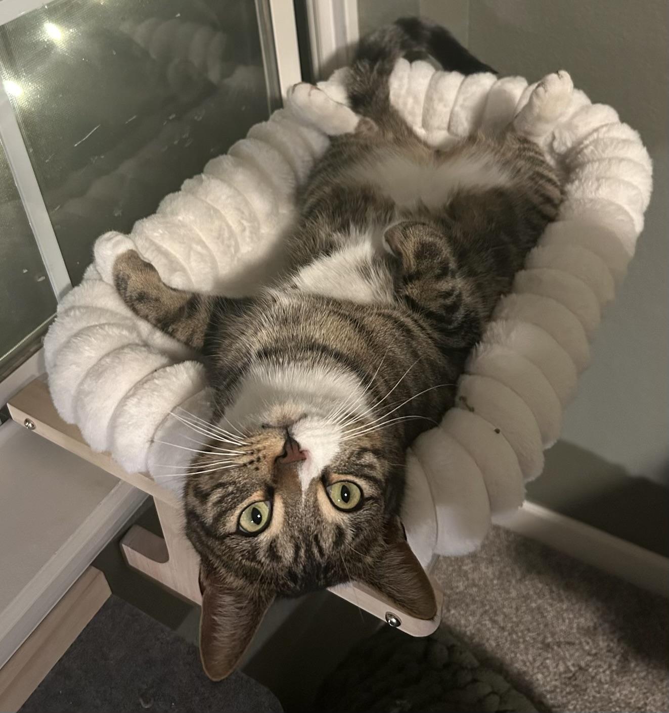 Peter Fain, an adopted Domestic Short Hair in Denver, CO image 2/6