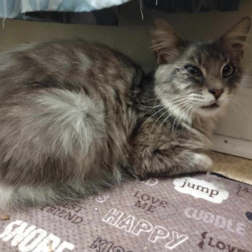 Enlarge Magnus Blinkin, a Adoptable Domestic Long Hair in Winchester, VA image 1/1