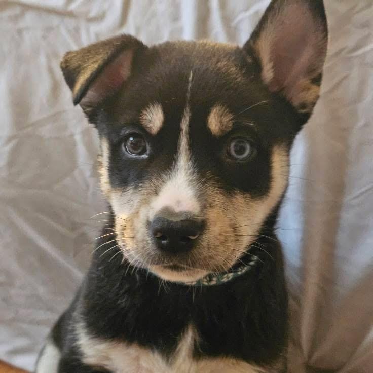 Potato, ADOPTABLE, Puppy Male Husky & Cattle Dog.
