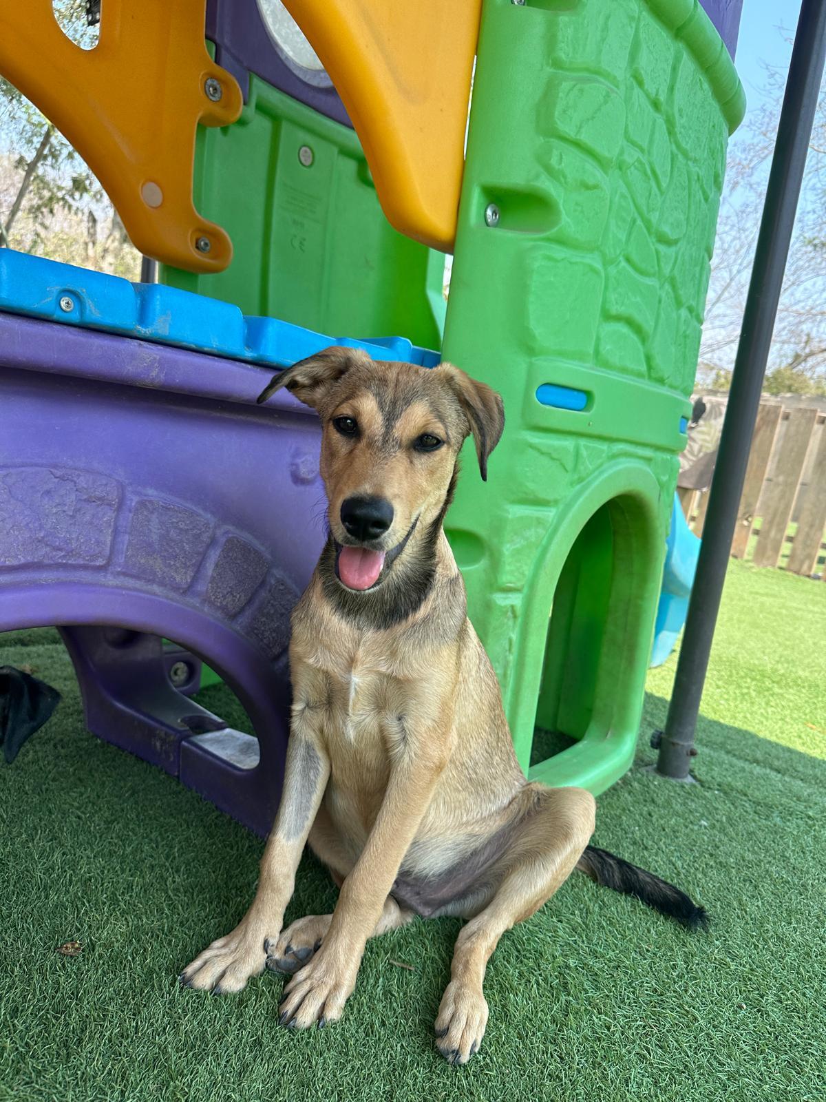 Enlarge Yogi, a Adoptable mixed breed in Los Angeles, CA image 5/6
