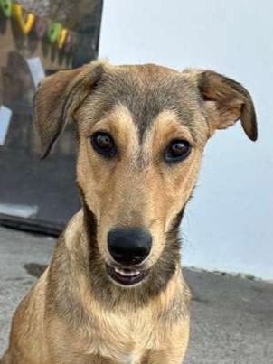Enlarge Yogi, a Adoptable mixed breed in Los Angeles, CA image 6/6