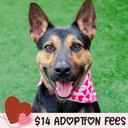 Enlarge Bodie, a Adoptable Shepherd in Burlingame, CA image 1/3