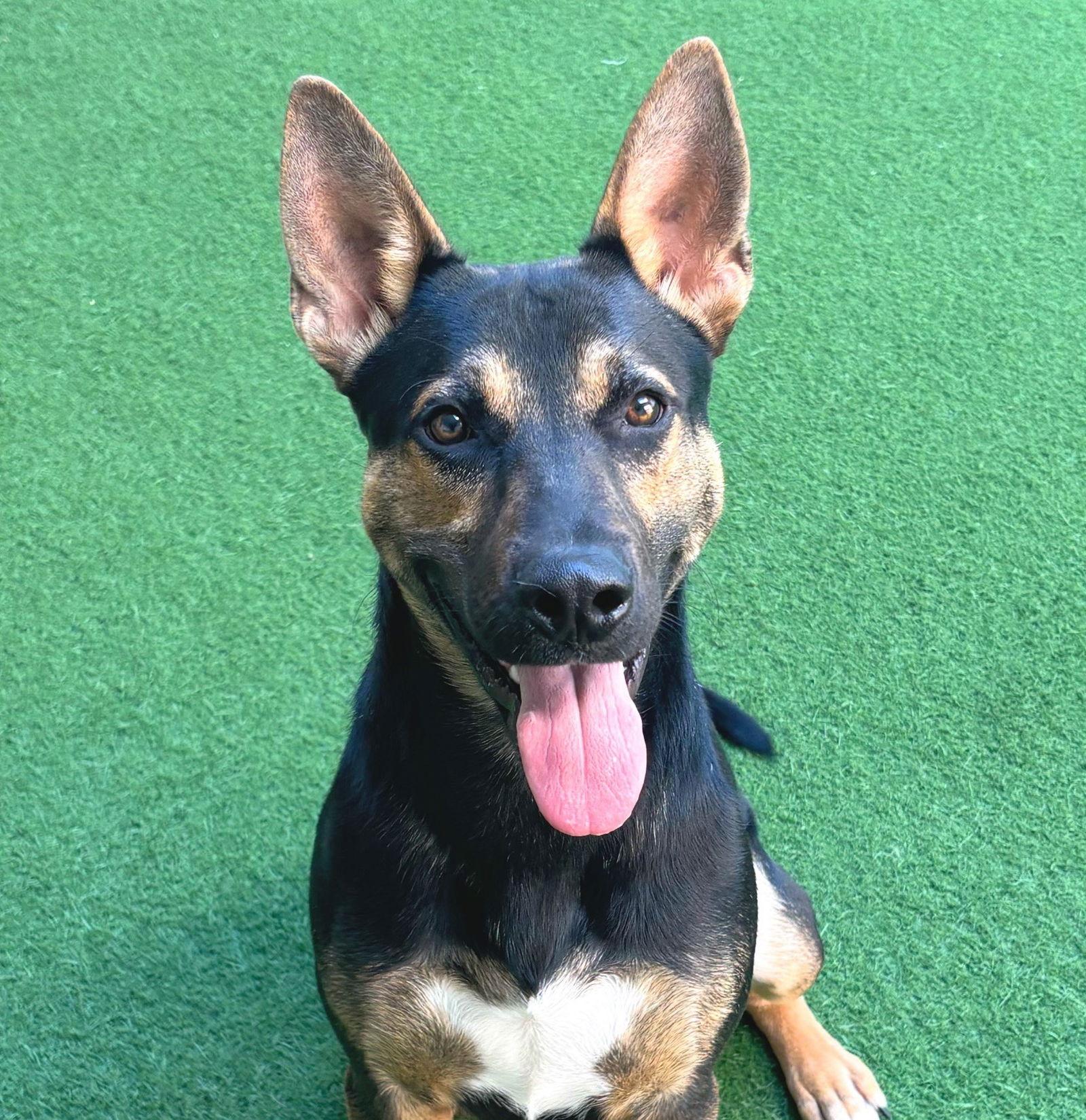 Enlarge Bodie, a Adoptable Shepherd in Burlingame, CA image 1/3