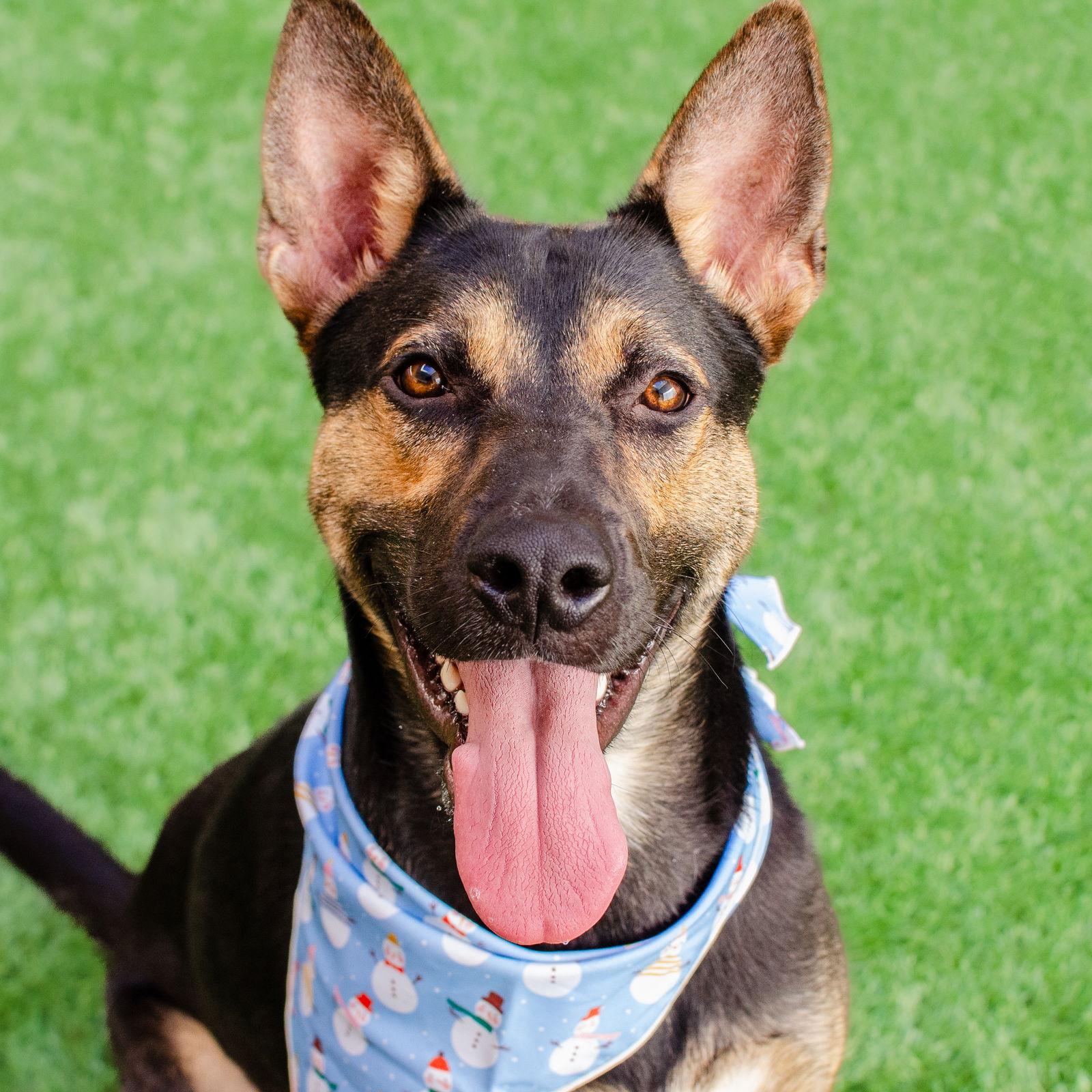 Enlarge Bodie, a Adoptable Shepherd in Burlingame, CA image 2/3