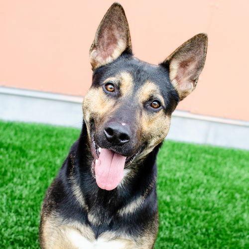 Enlarge Bodie, a Adopted Shepherd in Burlingame, CA image 1/3