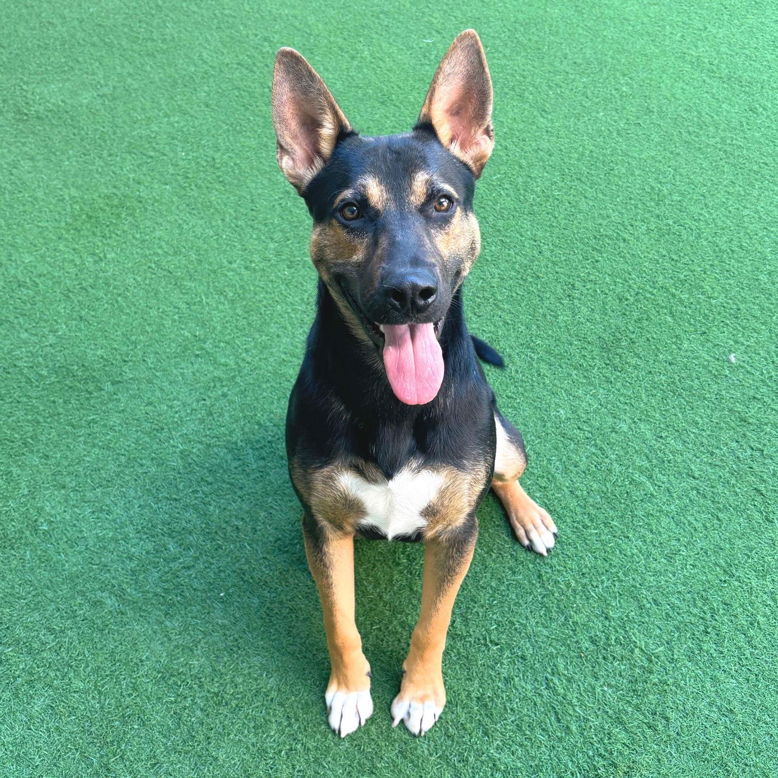 Enlarge Bodie, a Adoptable Shepherd in Burlingame, CA image 3/3