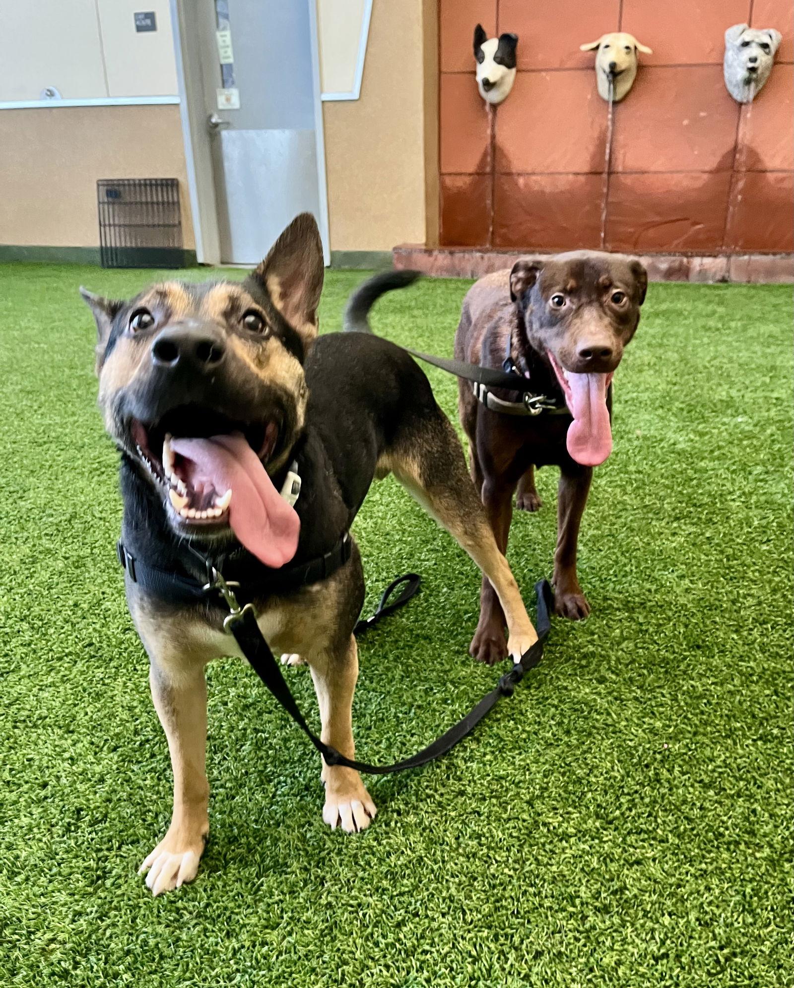 Enlarge Bodie, a Adoptable Shepherd in Burlingame, CA image 3/3