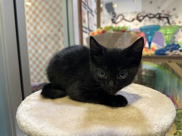 Enlarge NICO, a Adoptable Domestic Short Hair in Santa Clara, CA image 1/1