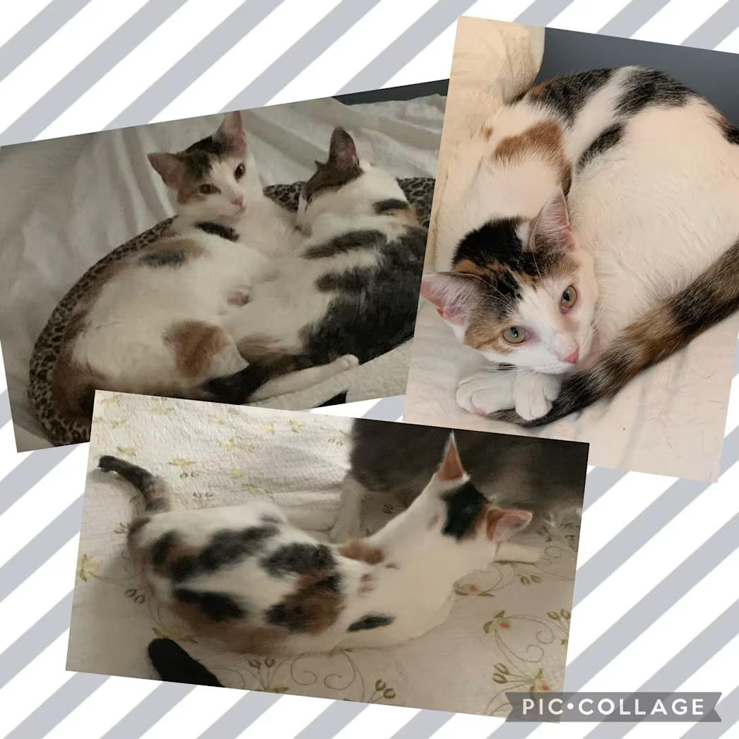 Jocelyn, ADOPTABLE, Adult Female Domestic Short Hair.