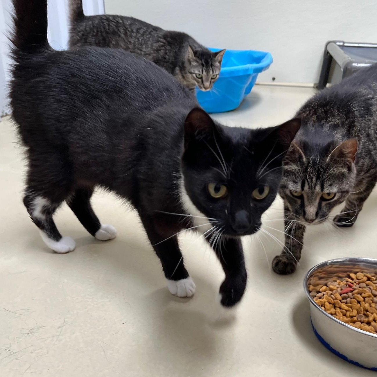 Gazelle, a Adoptable mixed breed in Clarksville, VA image 2/5