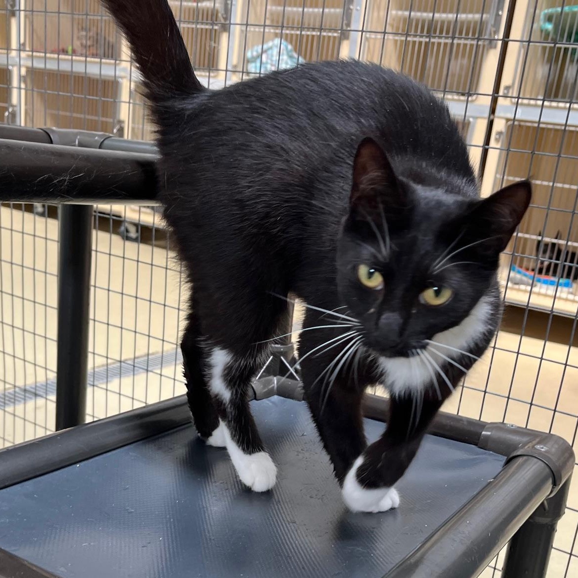 Gazelle, a Adoptable mixed breed in Clarksville, VA image 3/5