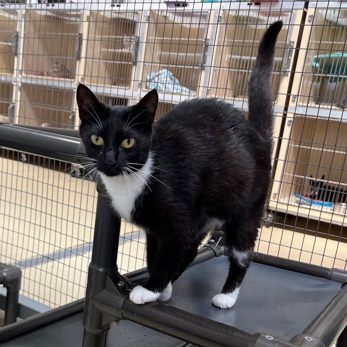 Gazelle, Adoptable, Young Female Bombay & Tuxedo.