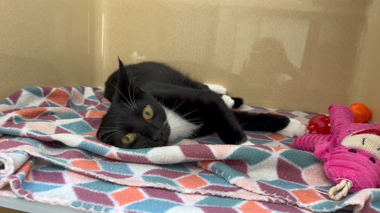 Enlarge Gazelle, a Adoptable mixed breed in Clarksville, VA video 5/5