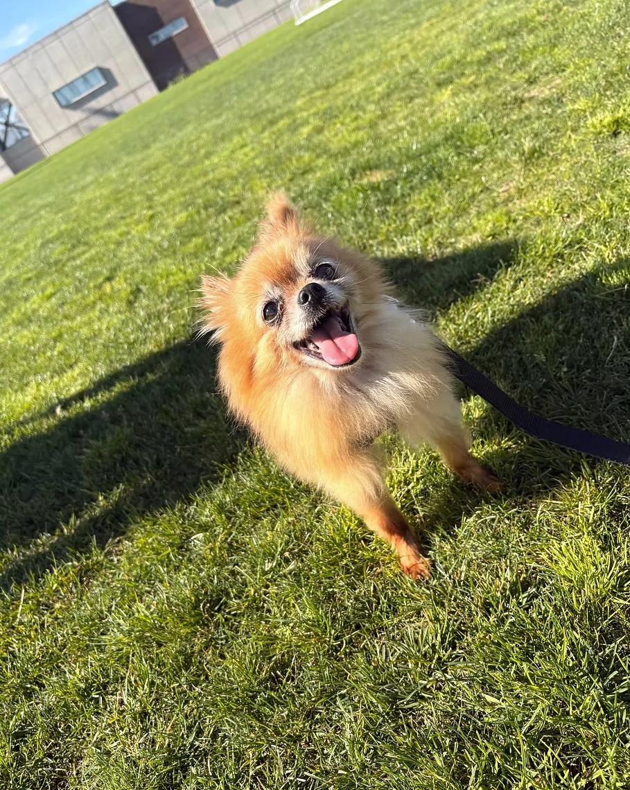 Enlarge Tanzanite, a ADOPTABLE Pomeranian in Placentia, CA image 1/1