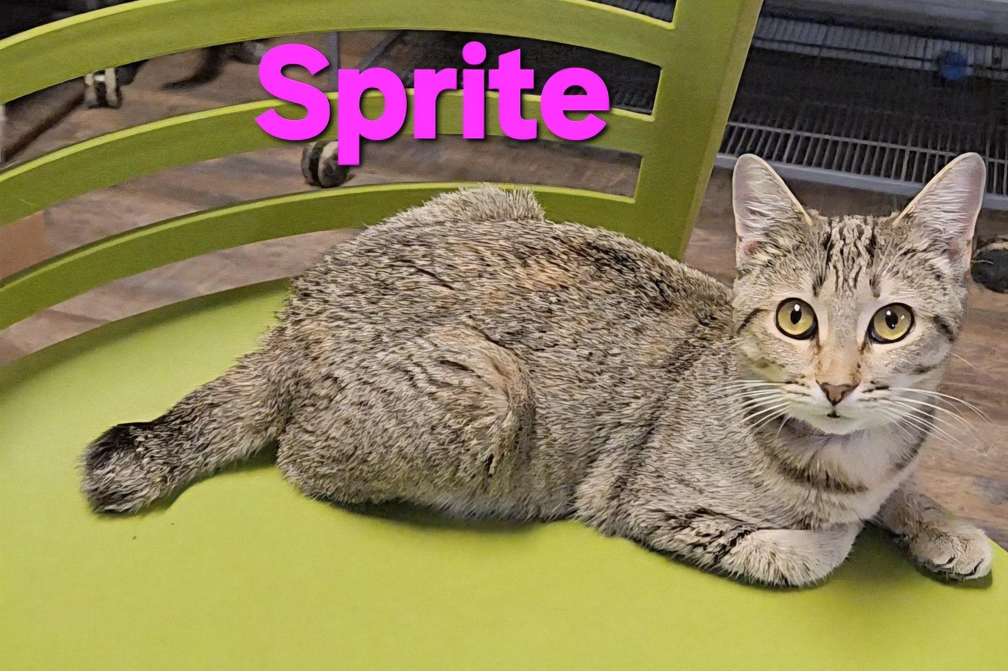 Enlarge Sprite, a Adoptable Torbie in Macon, GA image 1/1