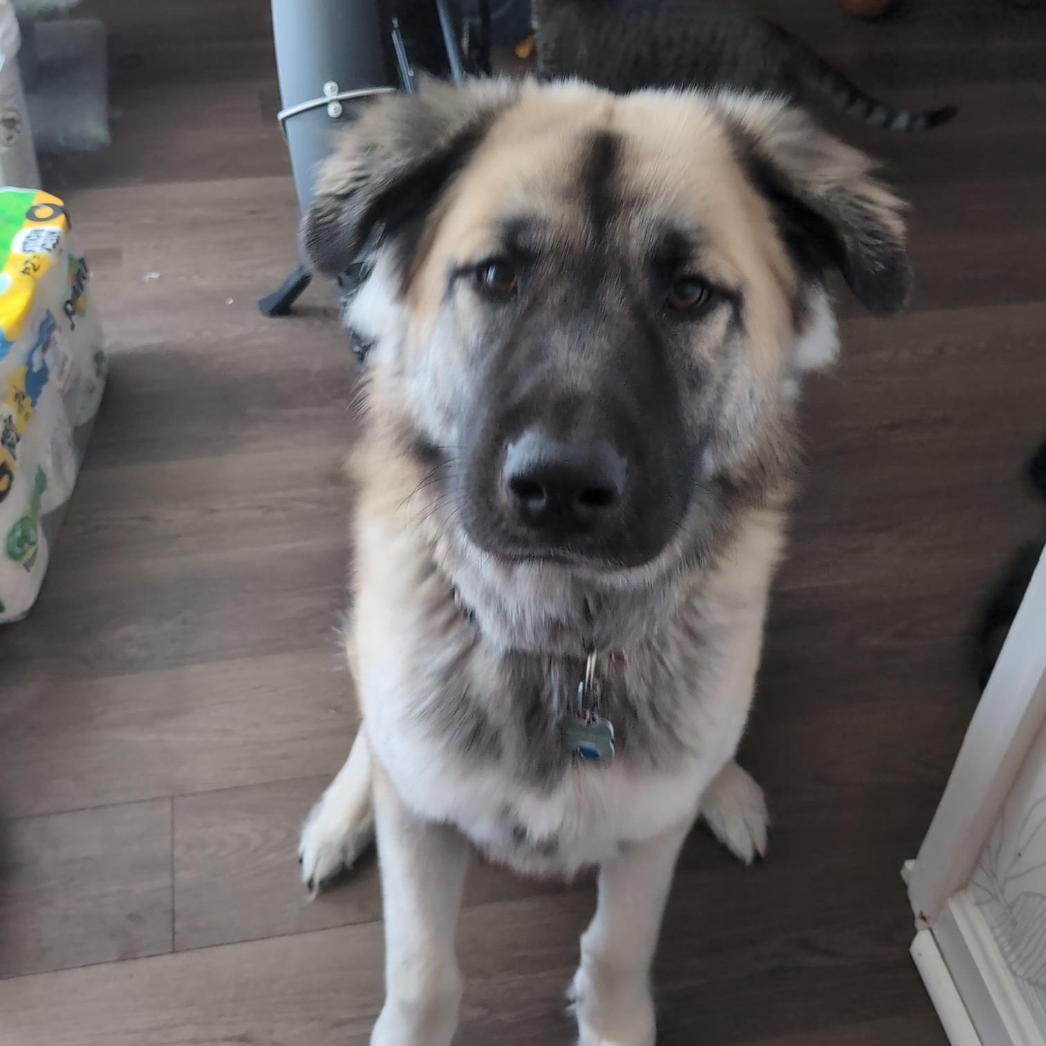 Enlarge Kuma - ADOPTION PENDING!, an adopted mixed breed in Cincinnati, OH image 1/4