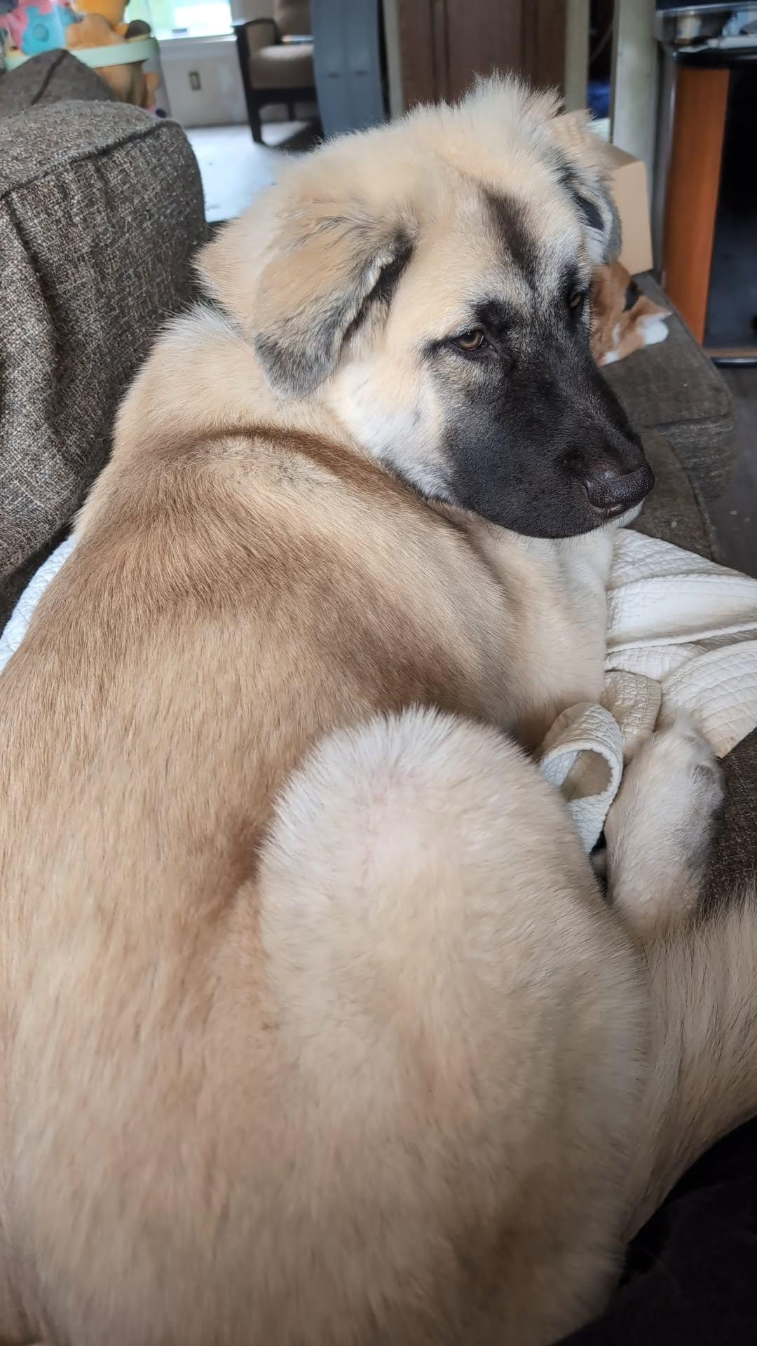 Enlarge Kuma - ADOPTION PENDING!, an adopted mixed breed in Cincinnati, OH image 2/4