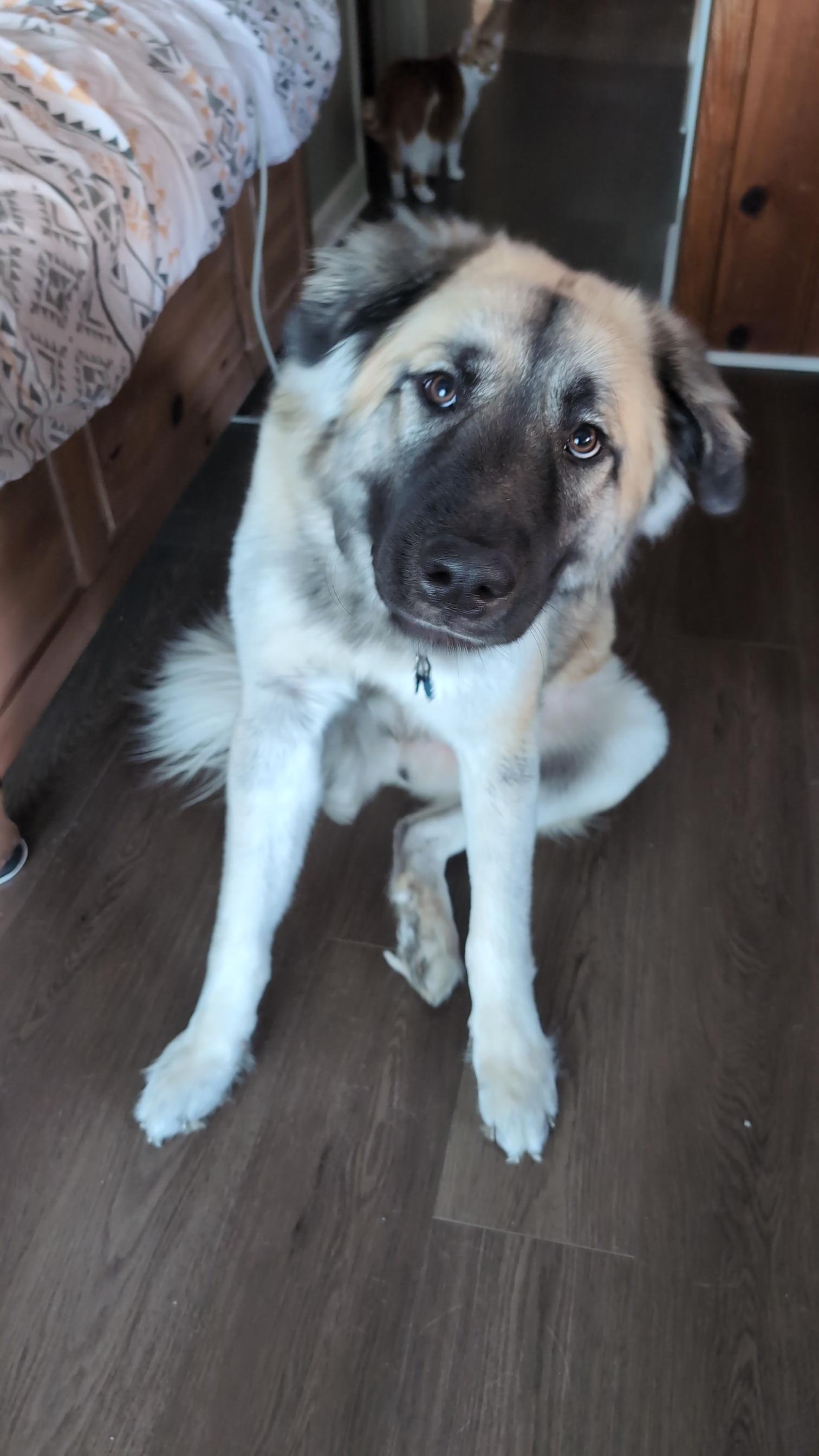 Enlarge Kuma - ADOPTION PENDING!, an adopted mixed breed in Cincinnati, OH image 4/4