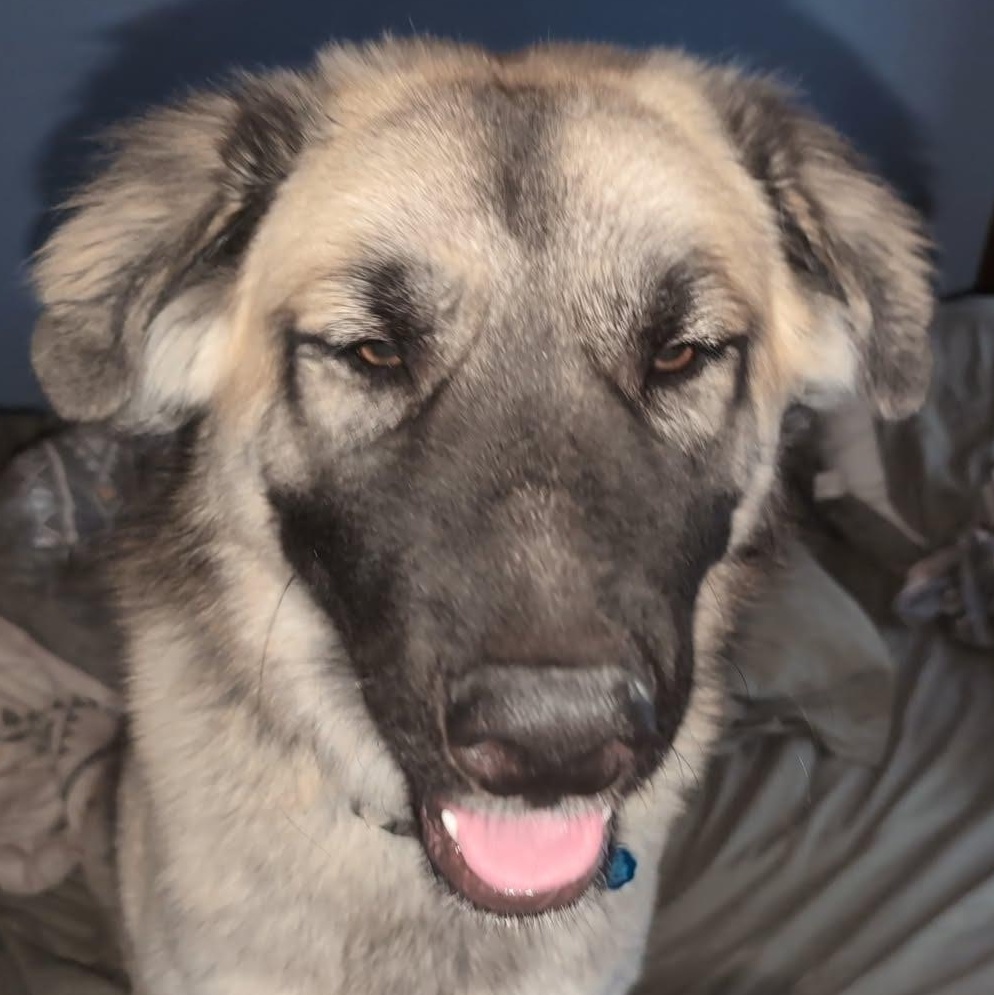 Enlarge Kuma - ADOPTION PENDING!, an adopted mixed breed in Cincinnati, OH image 3/4