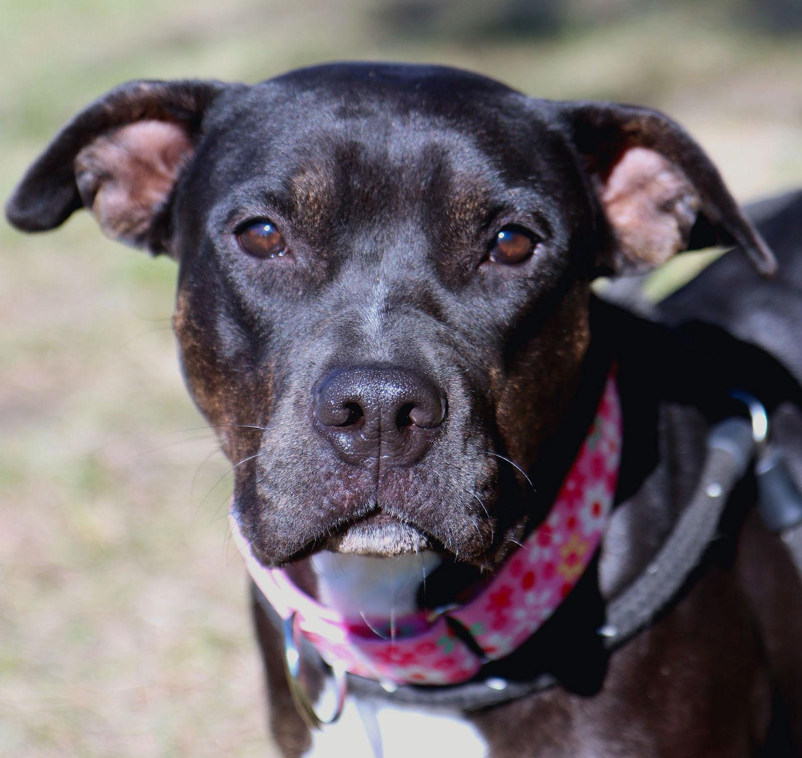 Enlarge Merlot, a Adoptable Pit Bull Terrier in Kansas City, MO image 1/3