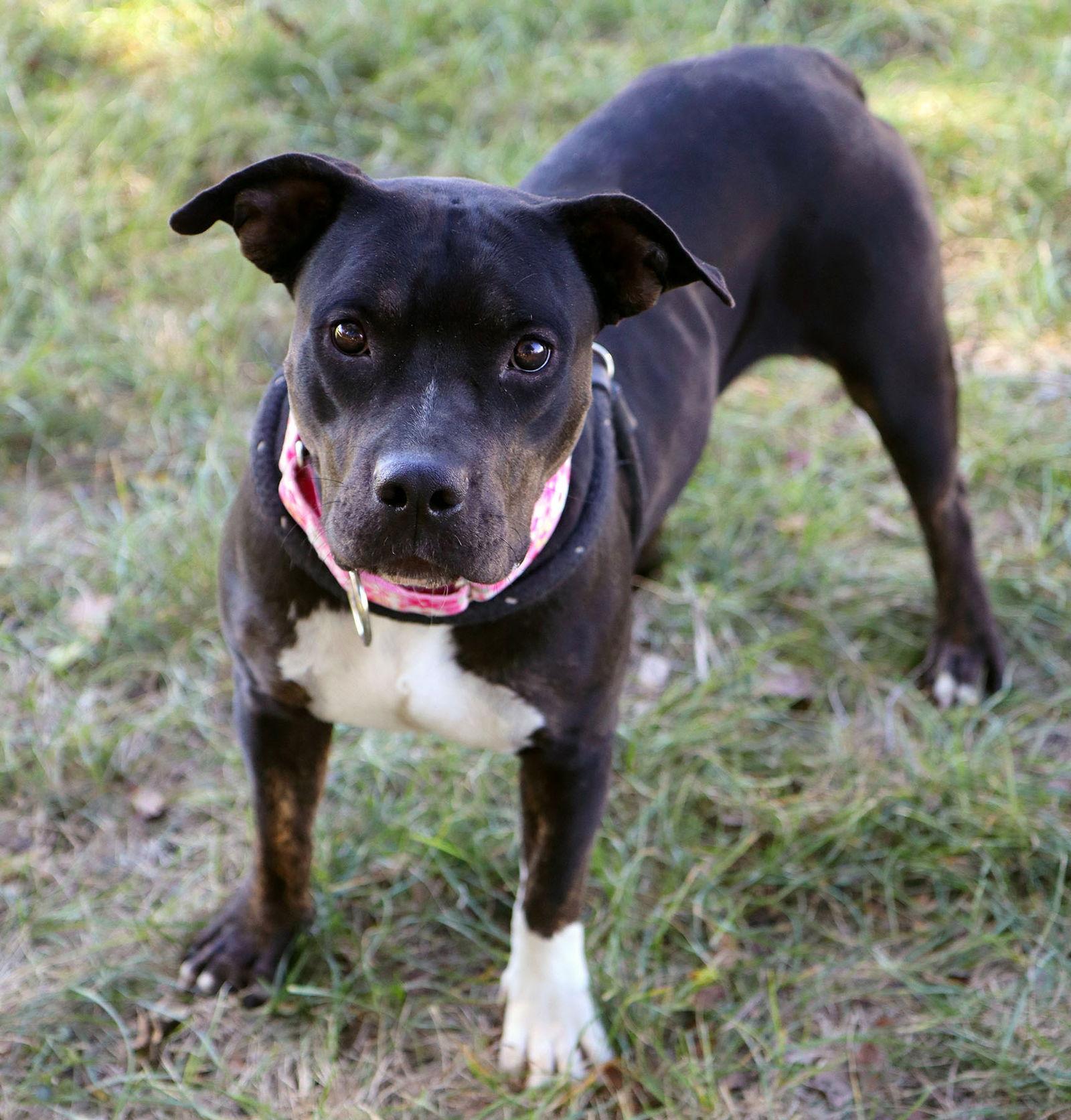 Enlarge Merlot, a Adoptable Pit Bull Terrier in Kansas City, MO image 3/3