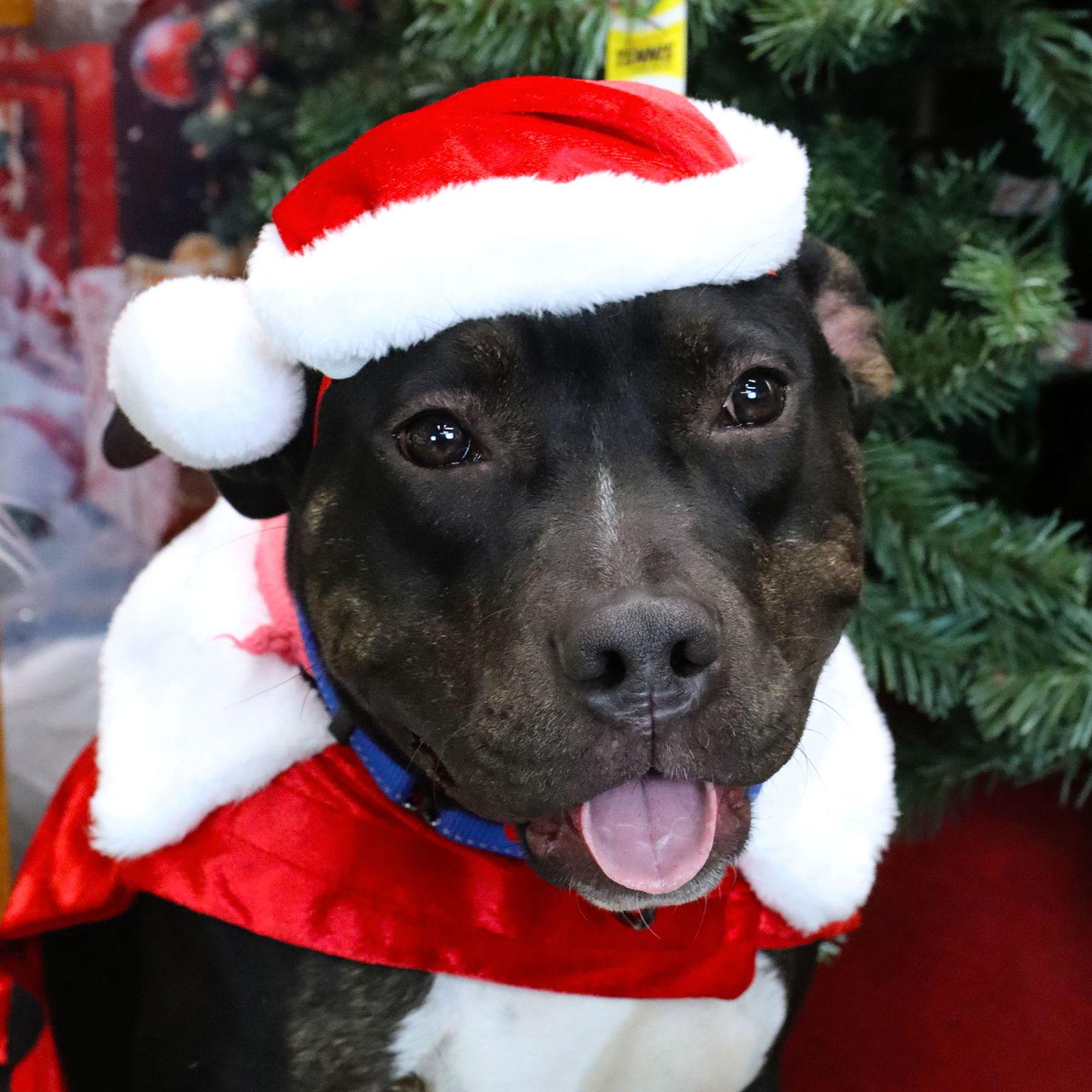 Enlarge Merlot, a Adoptable Pit Bull Terrier in Kansas City, MO image 2/3
