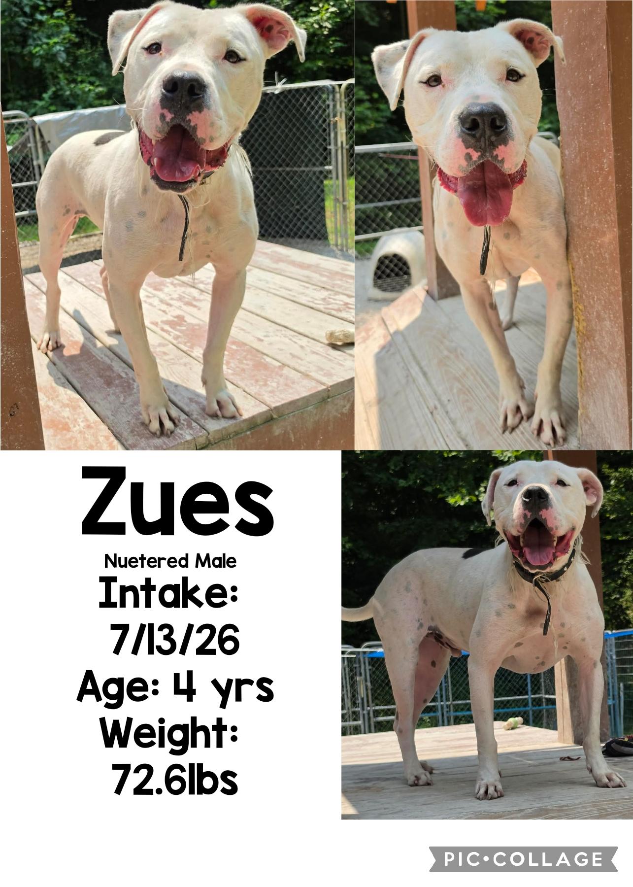 Enlarge Zues, a Adoptable mixed breed in Staffordsville, KY image 1/1