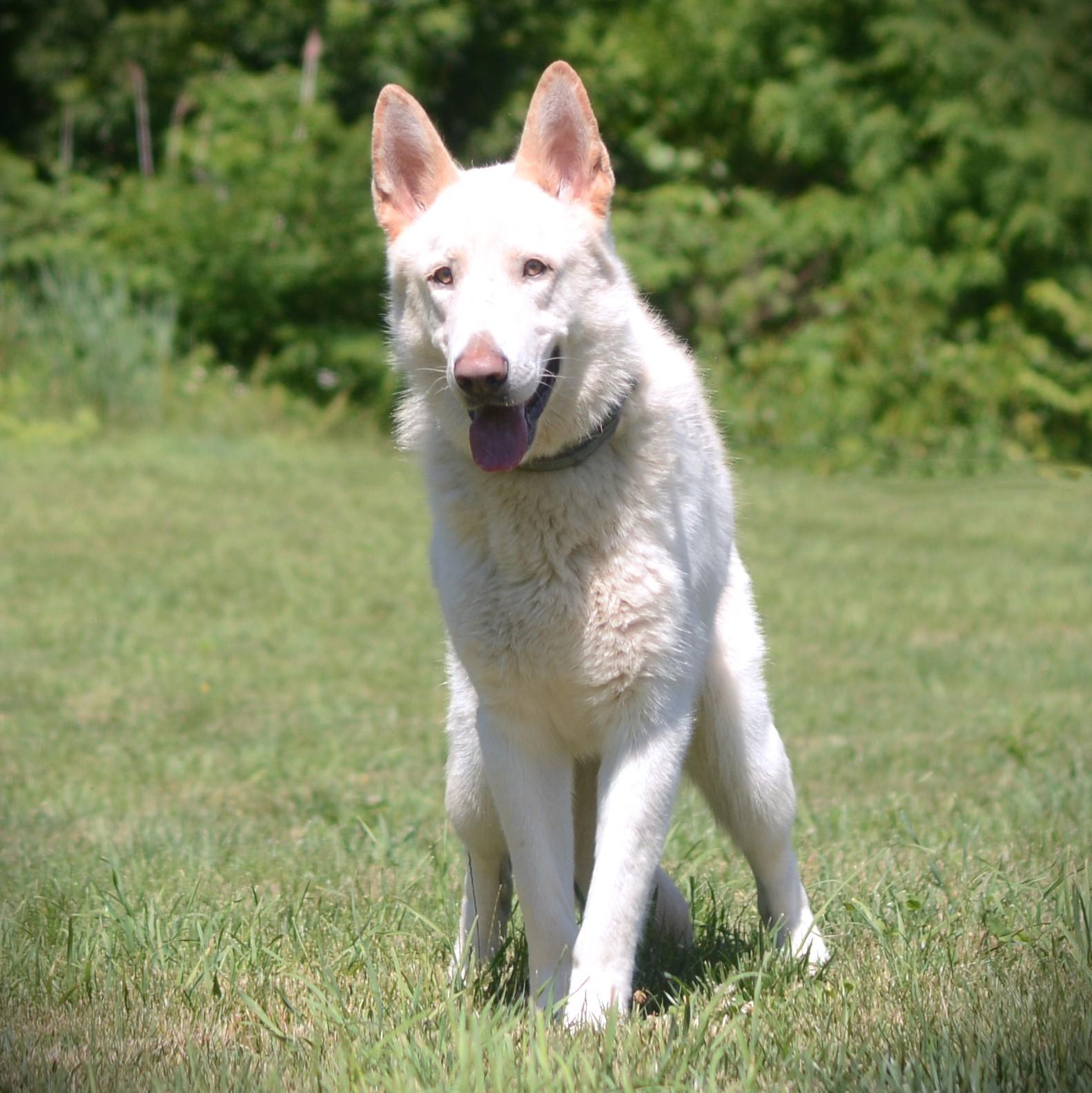 Rocky, an adoptable German Shepherd Dog in Amsterdam, NY image 4/4