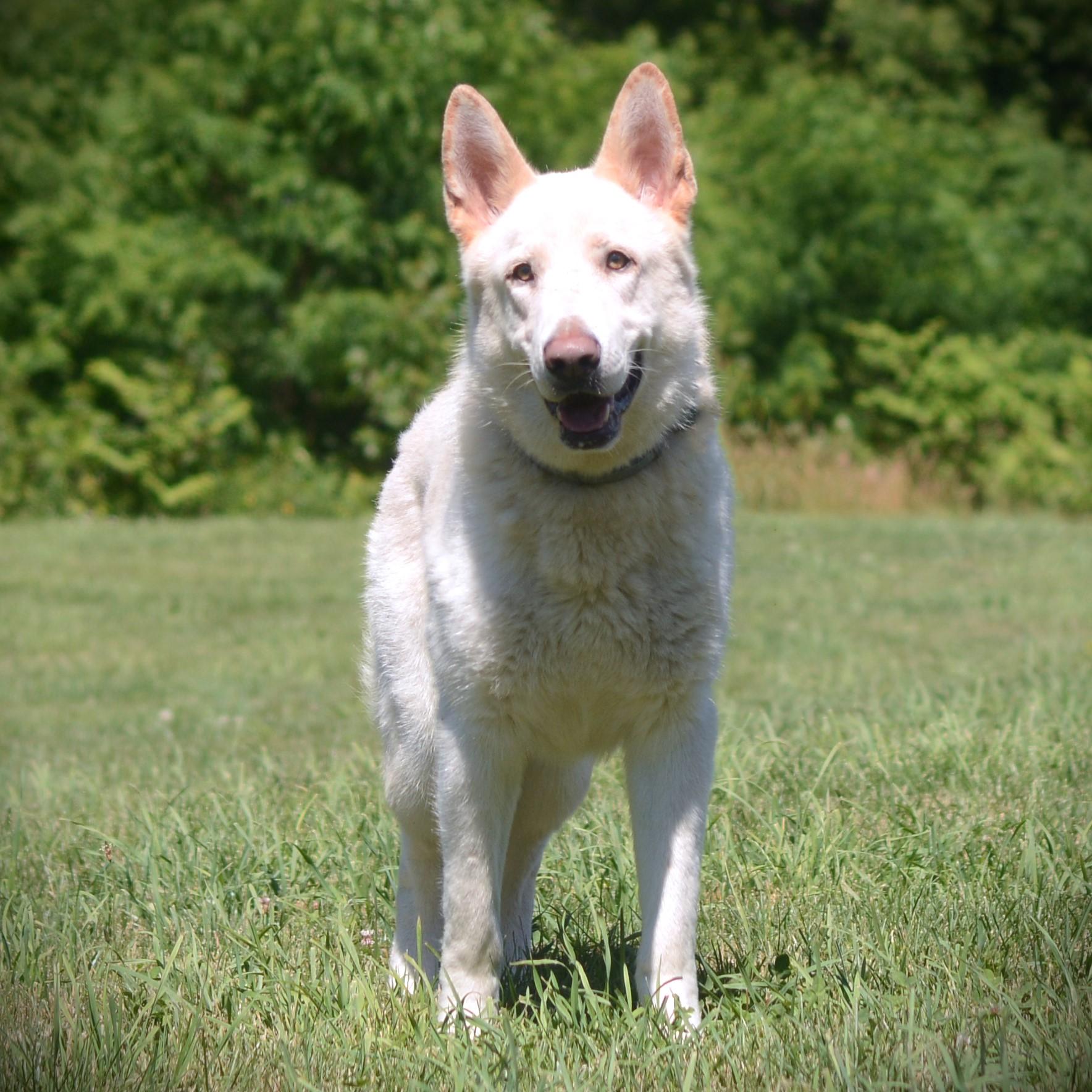 Rocky, adoptable, Young Male German Shepherd Dog.