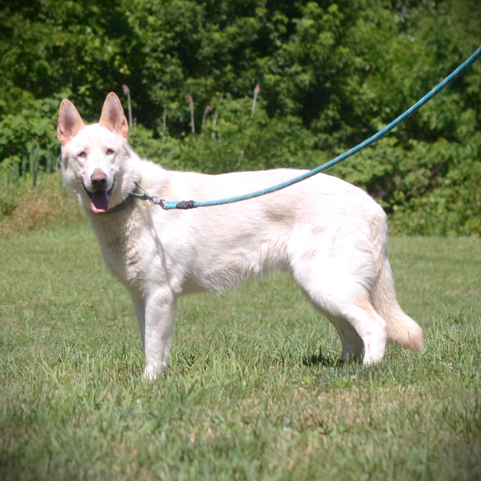 Rocky, an adoptable German Shepherd Dog in Amsterdam, NY image 3/4
