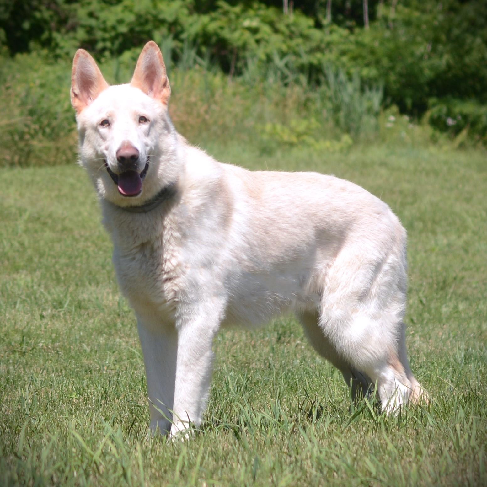 Rocky, an adoptable German Shepherd Dog in Amsterdam, NY image 2/4