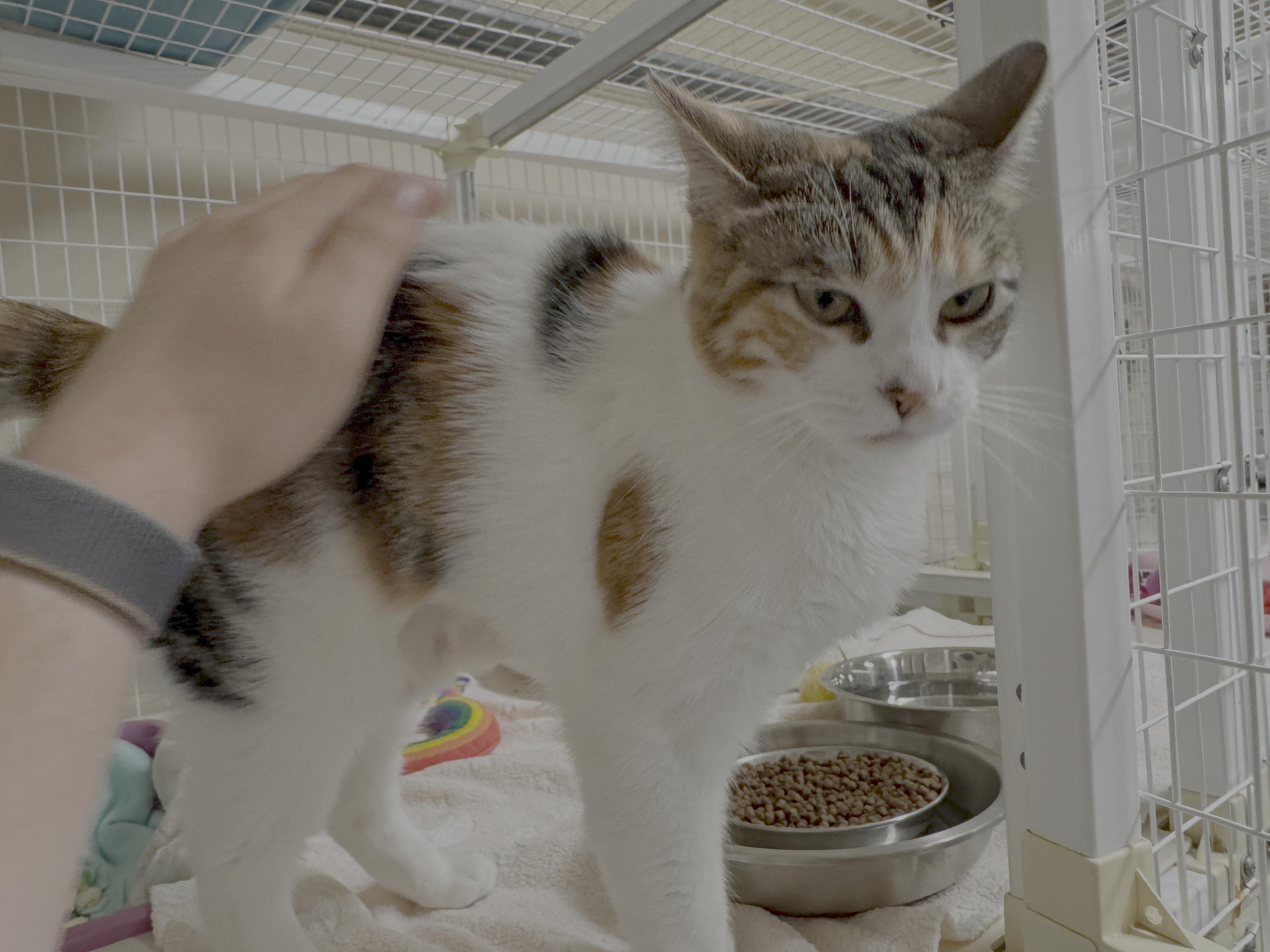 Enlarge Spectacled Bear, a ADOPTABLE Domestic Short Hair in San Luis Obispo, CA image 2/2