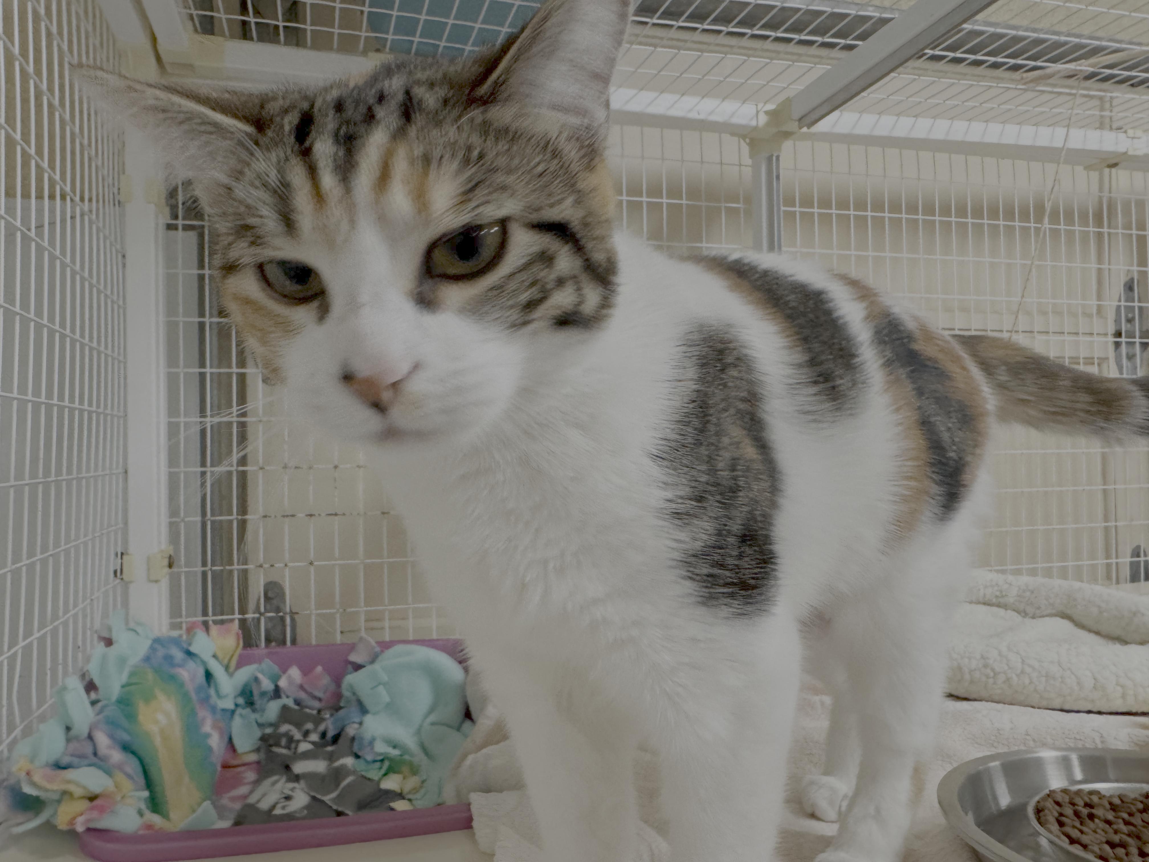 Enlarge Spectacled Bear, a ADOPTABLE Domestic Short Hair in San Luis Obispo, CA image 1/2