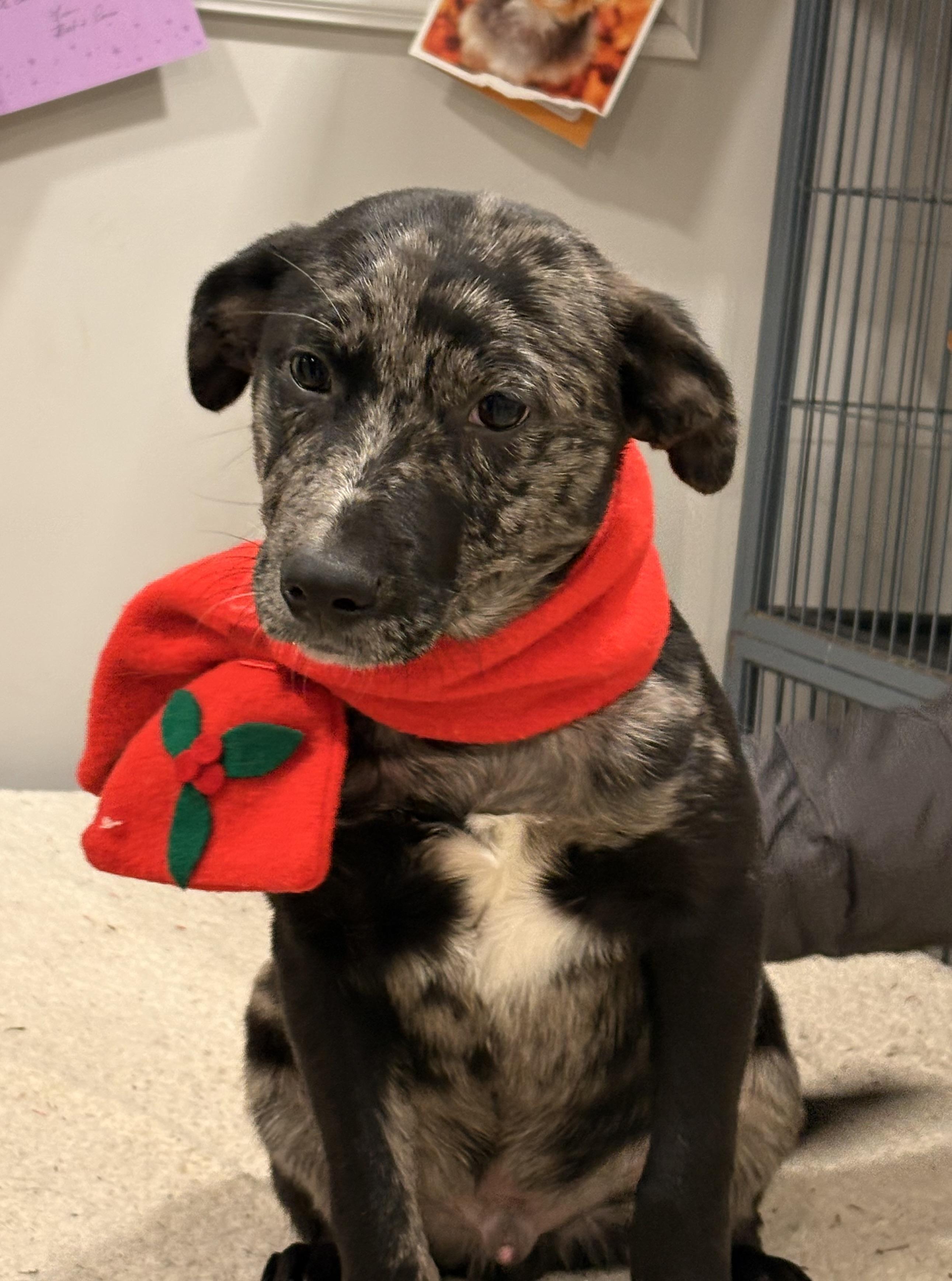 Obie, Adoptable, Puppy Male Mixed Breed.