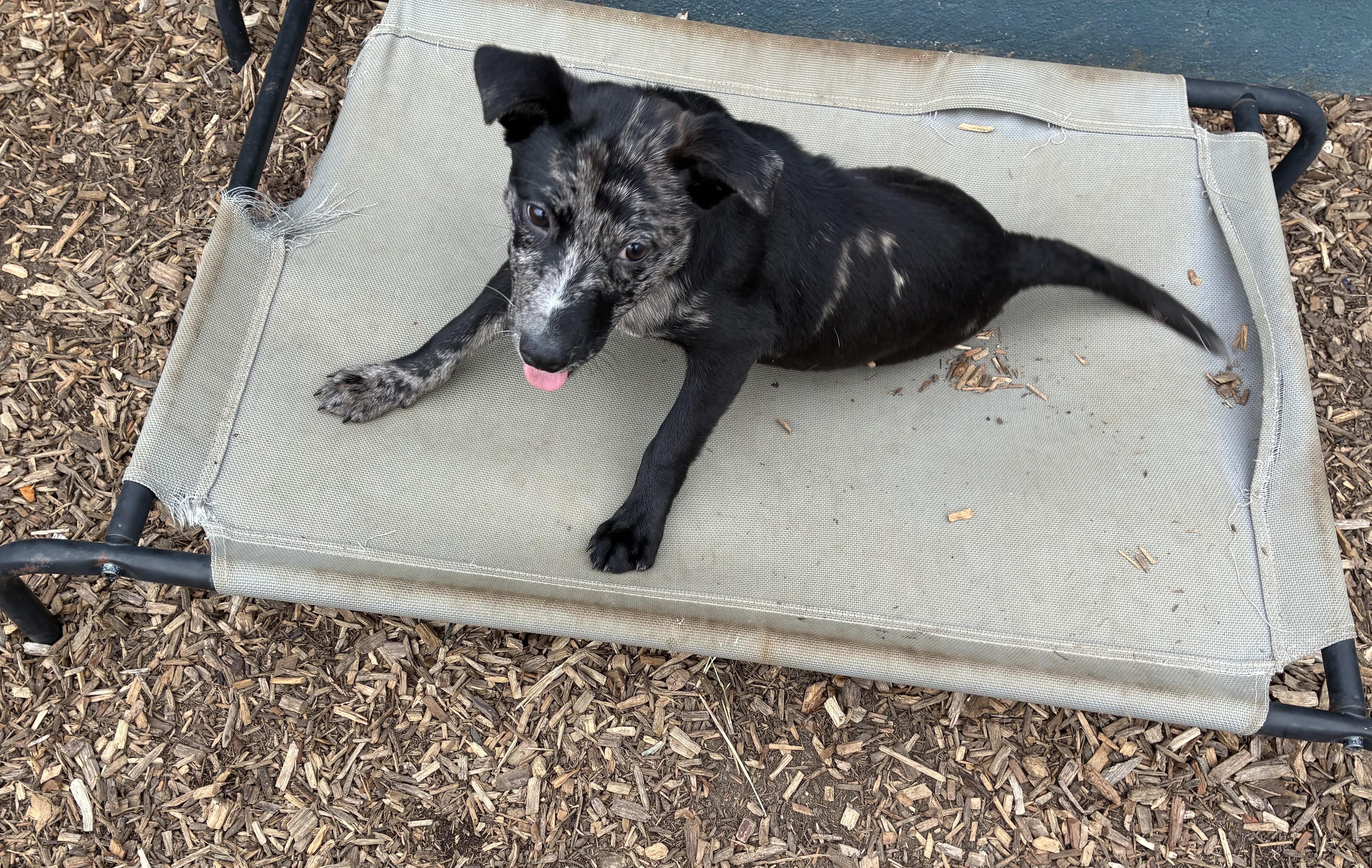 Obie, Adoptable, Puppy Male Mixed Breed.