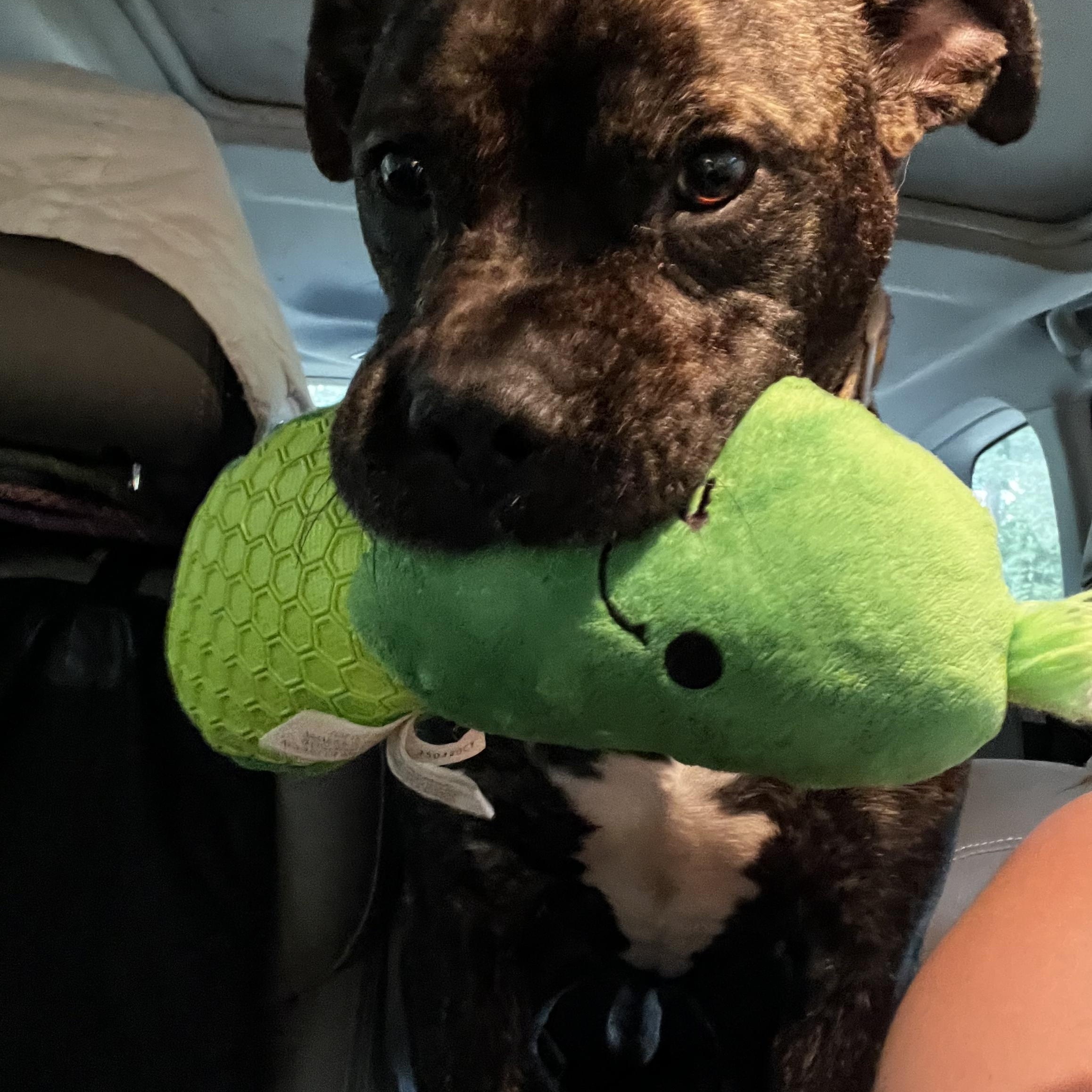 Enlarge Pig, a Adoptable mixed breed in Birmingham, AL image 4/6