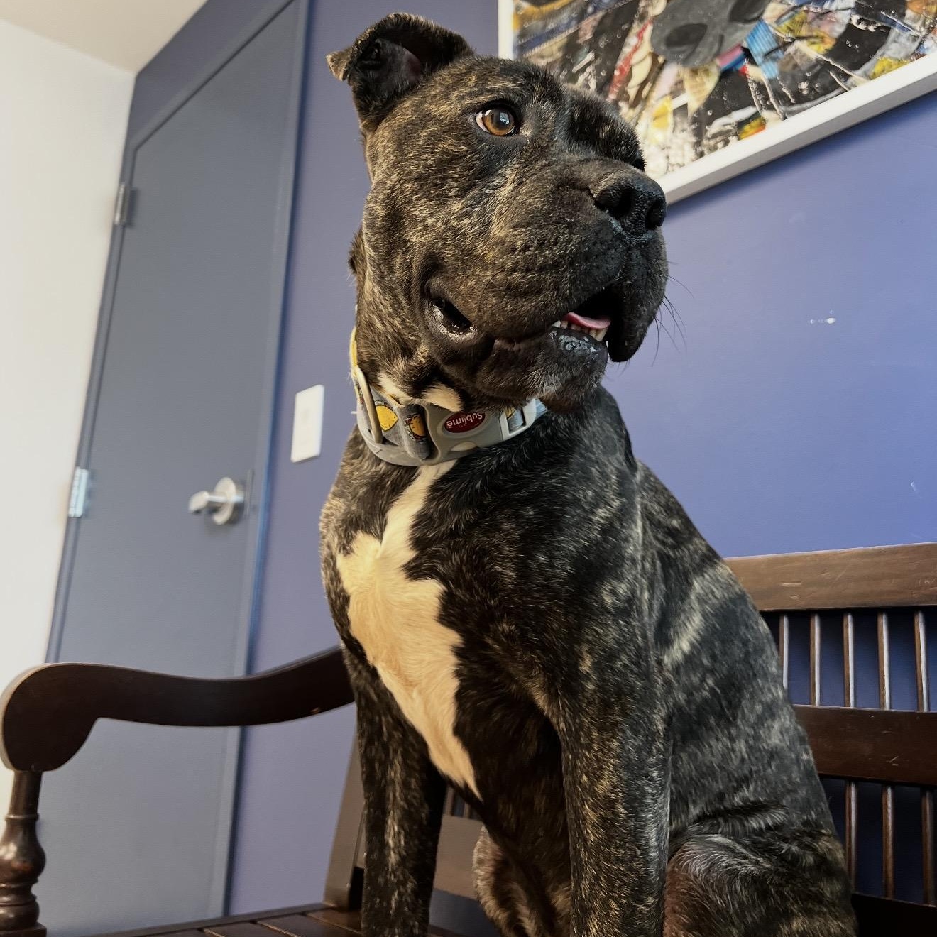 Enlarge Pig, a Adoptable mixed breed in Birmingham, AL image 2/6