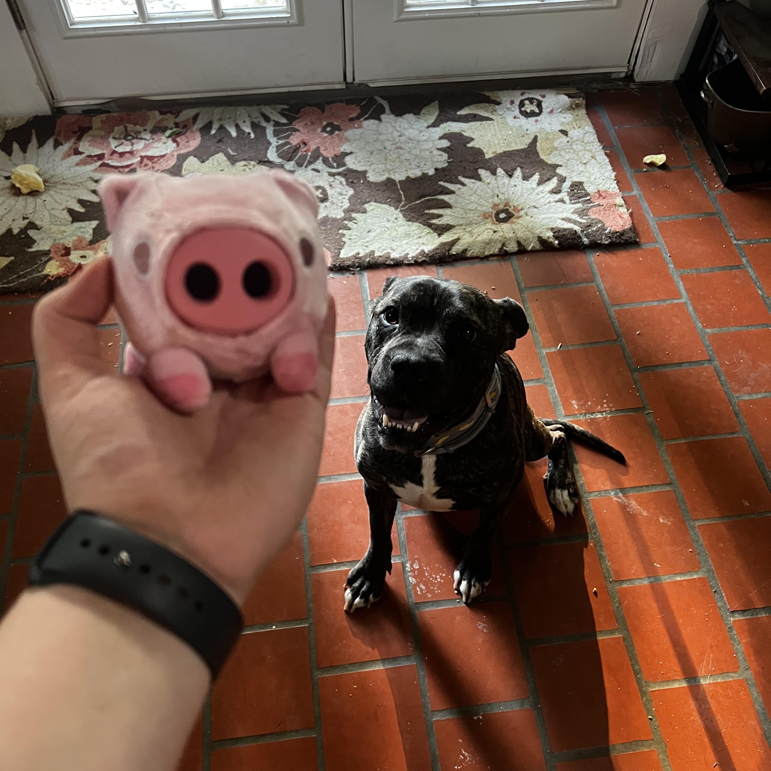 Enlarge Pig, a Adoptable mixed breed in Birmingham, AL image 6/6