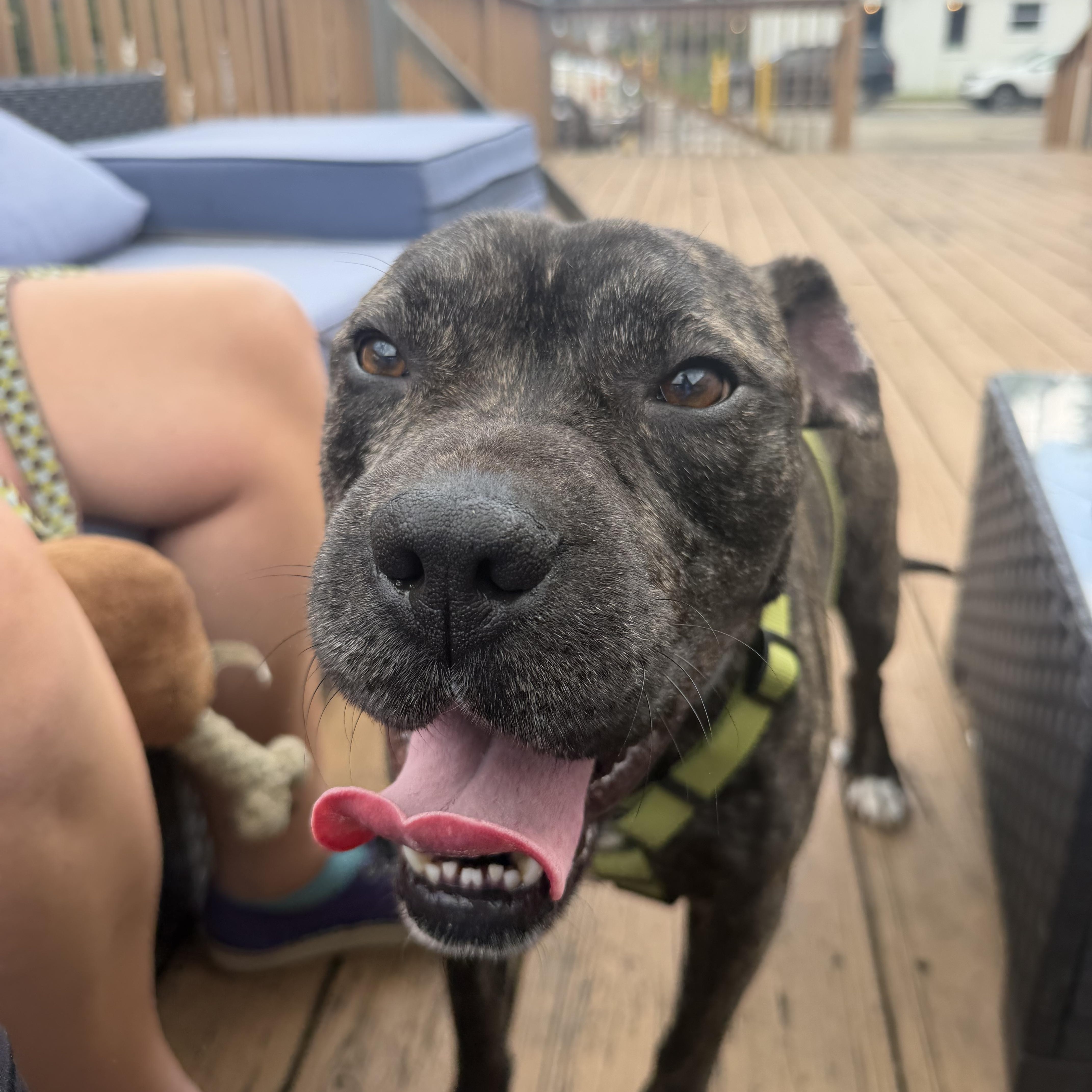 Pig, Adoptable, Young Male American Bulldog & Shar-Pei.