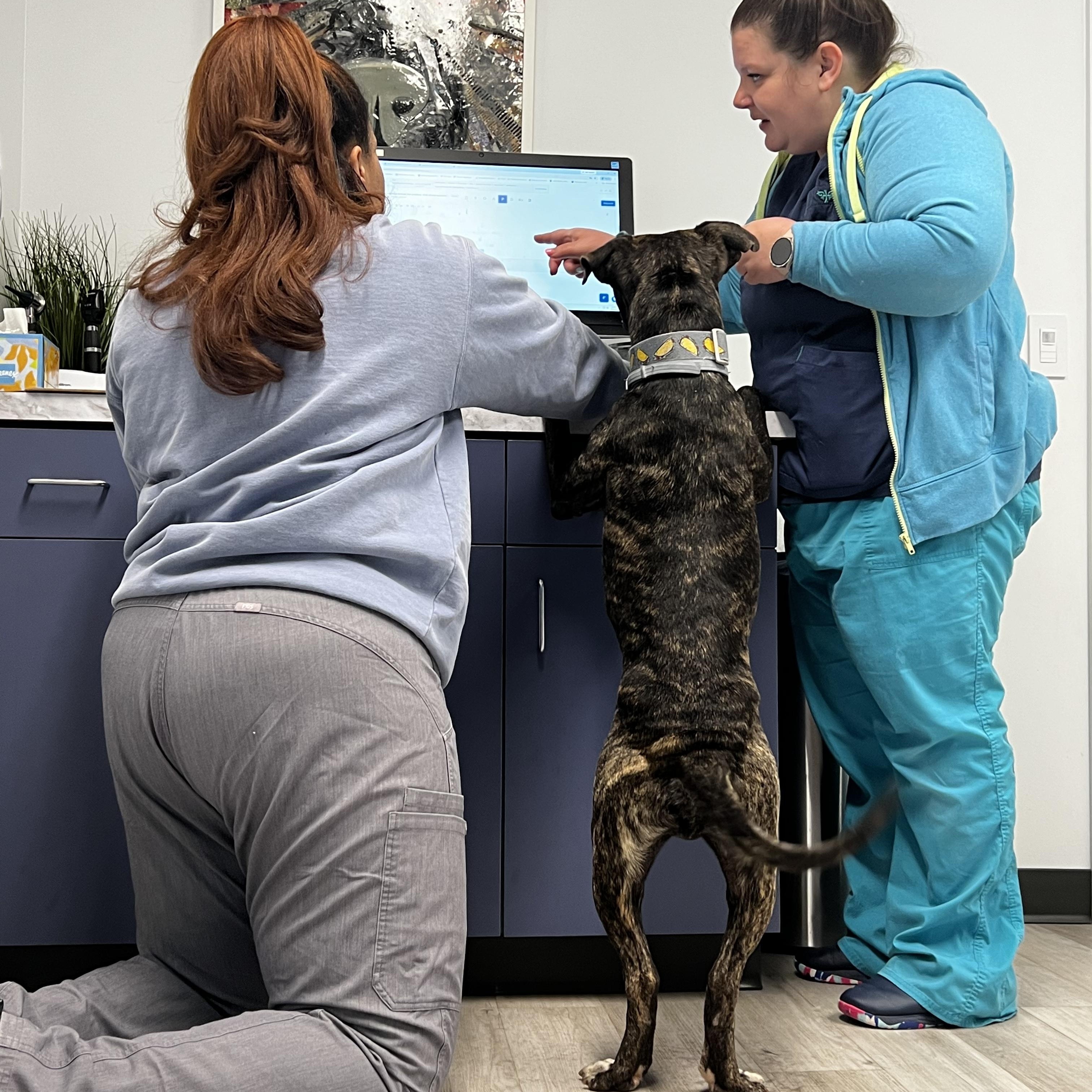 Enlarge Pig, a Adoptable mixed breed in Birmingham, AL image 5/6