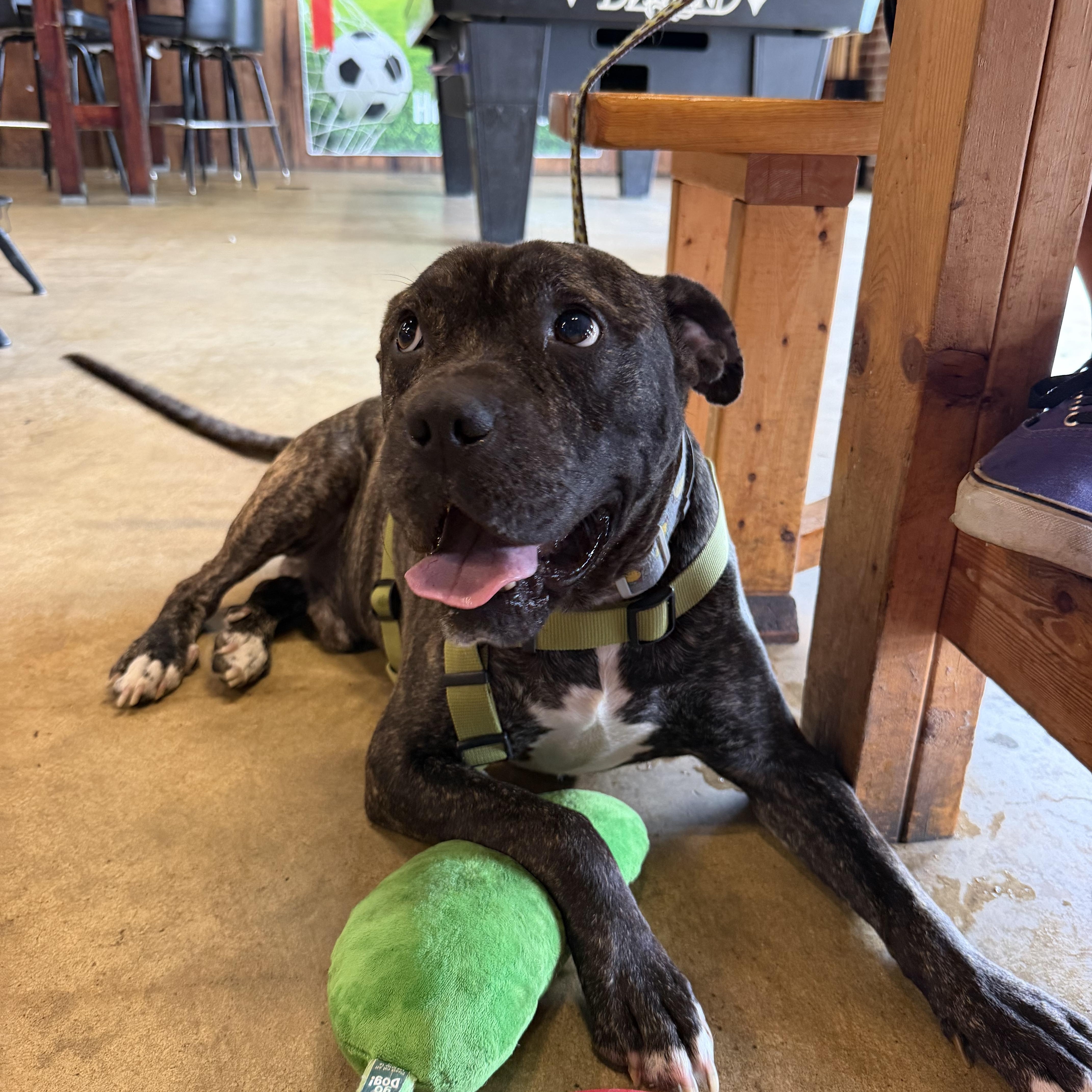 Enlarge Pig, a Adoptable mixed breed in Birmingham, AL image 3/6