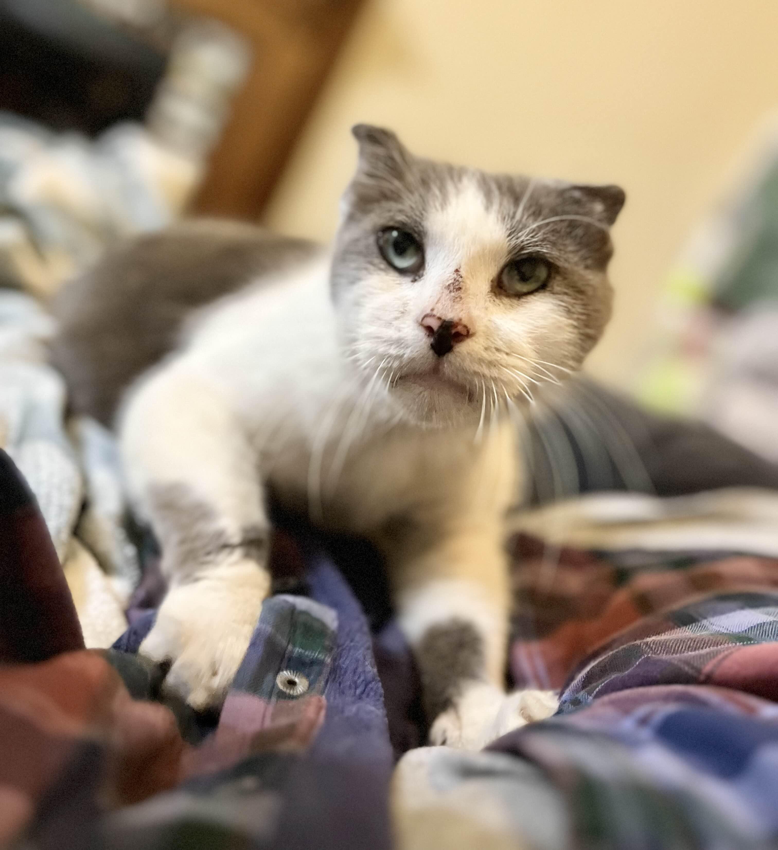 Collie, a Adoptable Domestic Short Hair in Kenosha, WI image 1/3