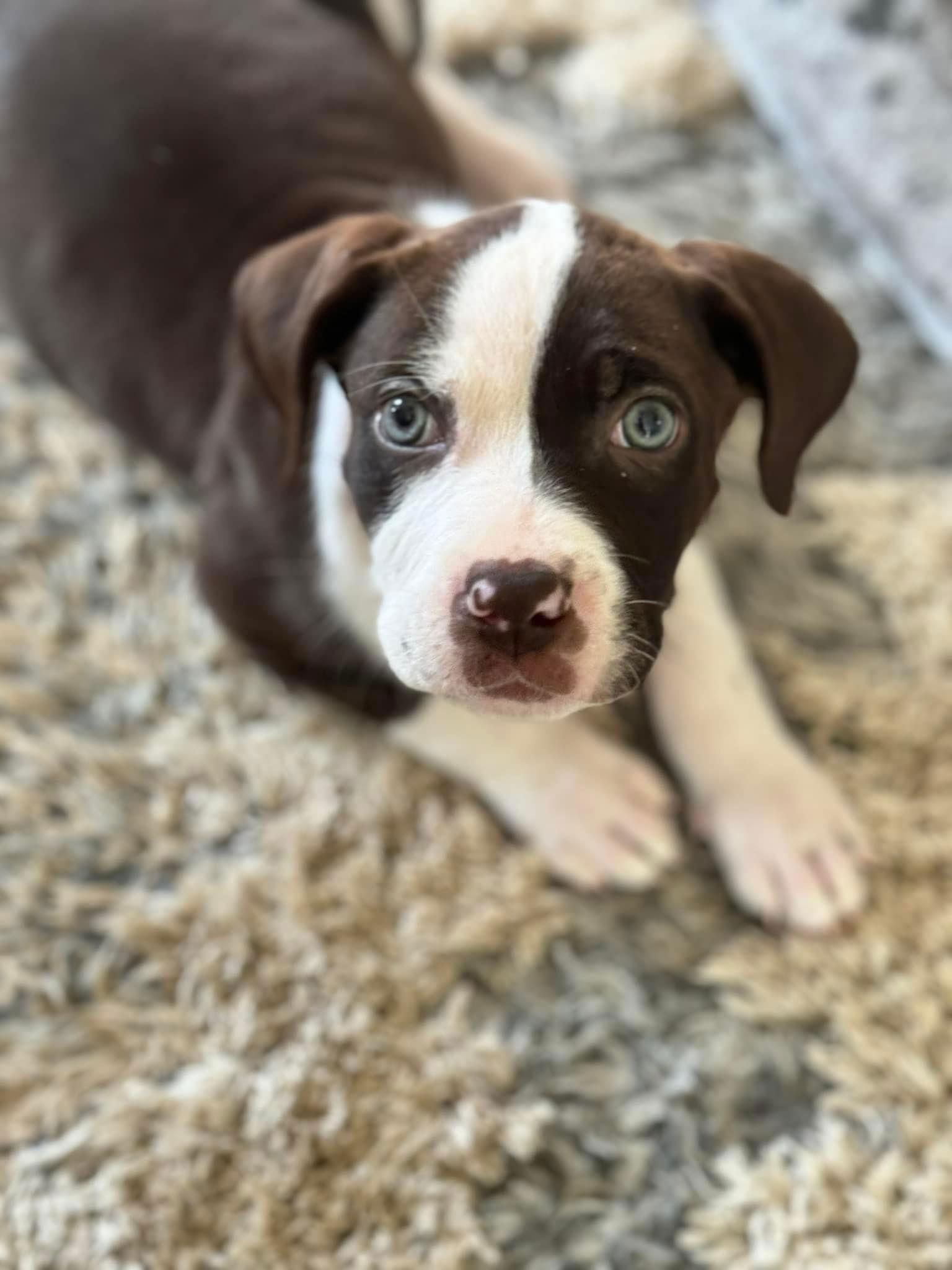 Sherlock 0430, Adopted, Puppy Male Pit Bull Terrier & Labrador Retriever.