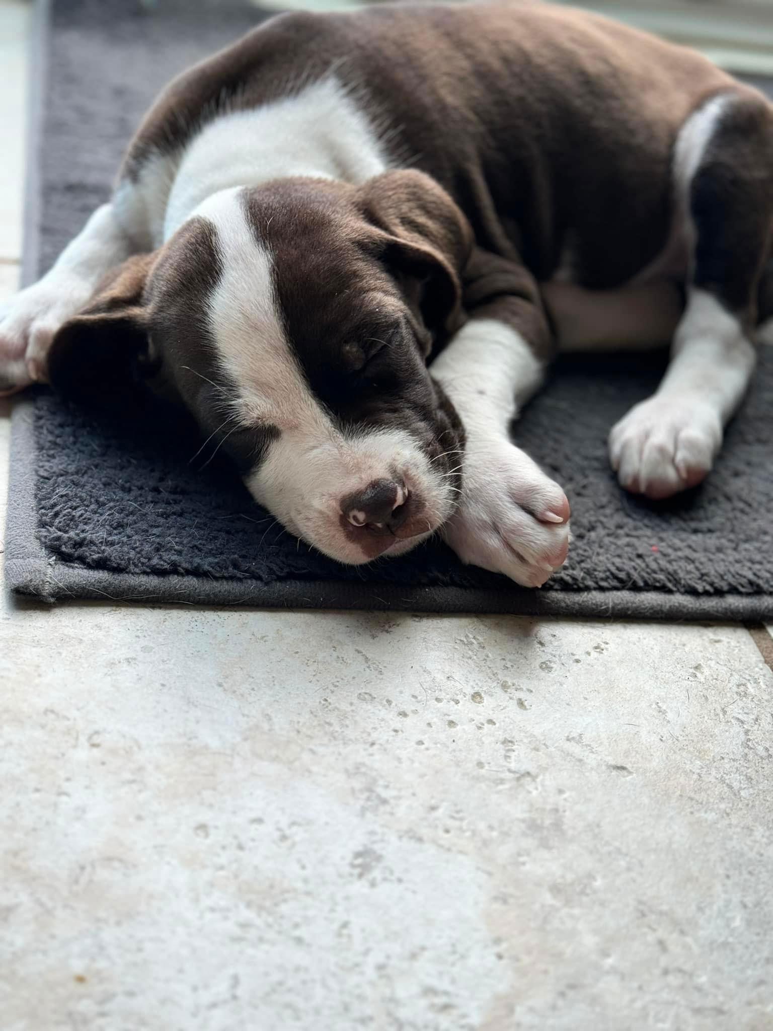 Enlarge Sherlock 0430, a Adopted mixed breed in Stephens City, VA image 2/2