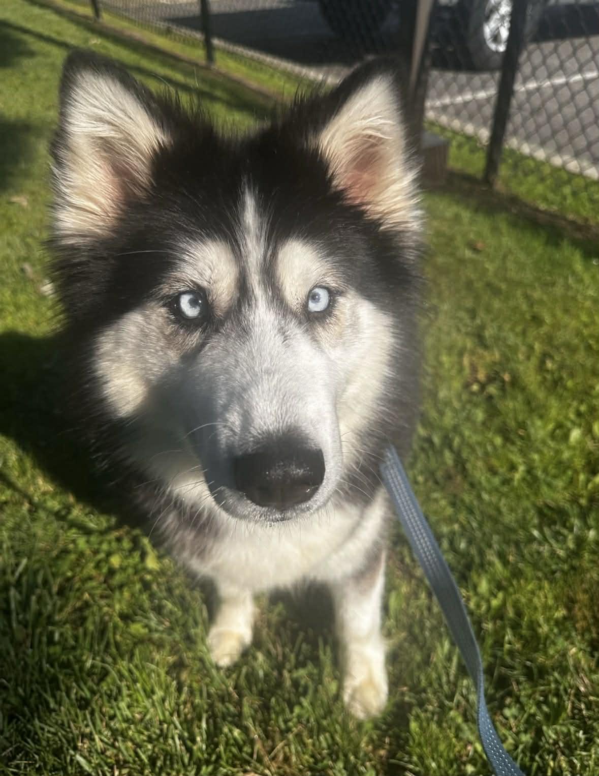 Enlarge 26-303 August, a Adopted Siberian Husky in Amityville, NY image 4/4