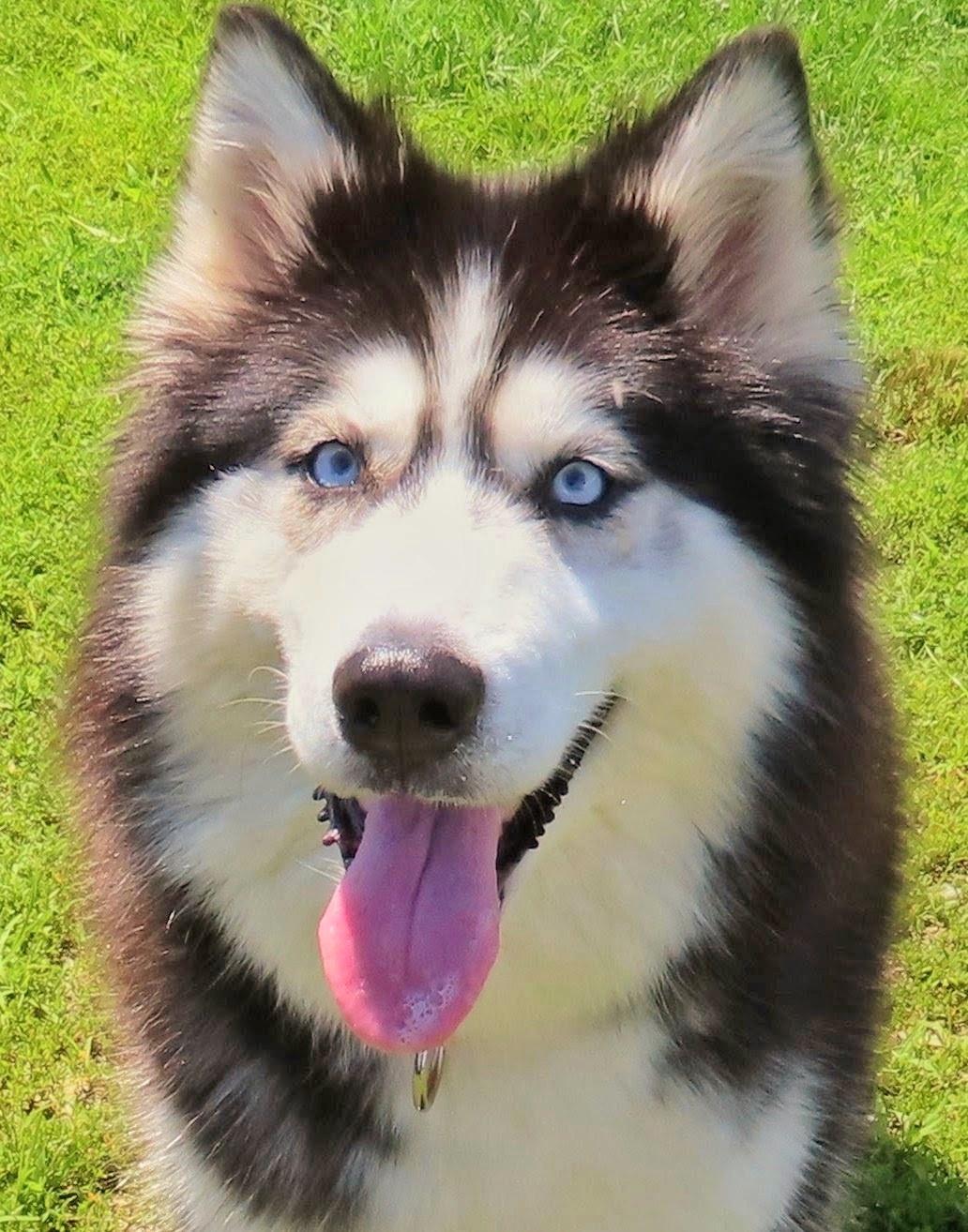 26-303 August, Adopted, Adult Female Siberian Husky.
