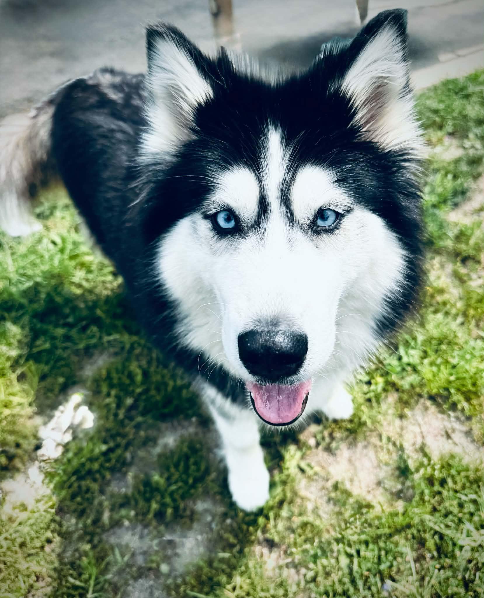 Enlarge 26-303 August, a Adopted Siberian Husky in Amityville, NY image 3/4