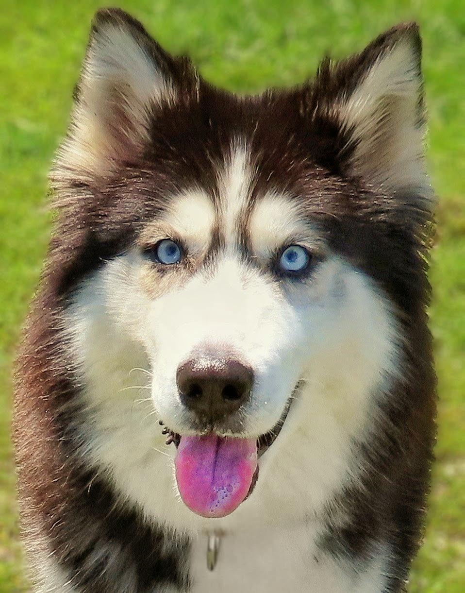 Enlarge 26-303 August, a Adopted Siberian Husky in Amityville, NY image 2/4